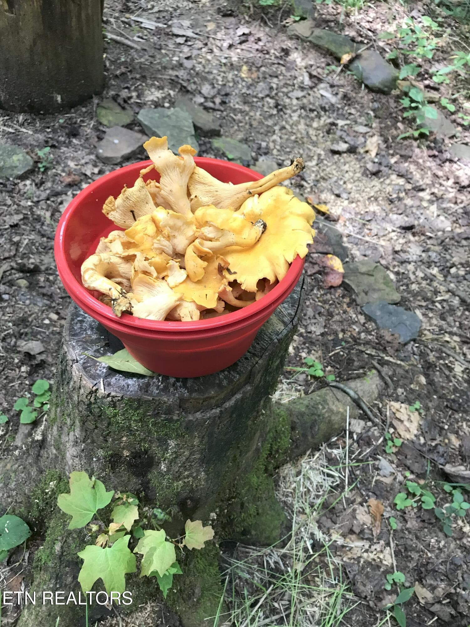 mushrooms - 755 Bear Branch Rd, Wartburg, TN 37887, Wartburg