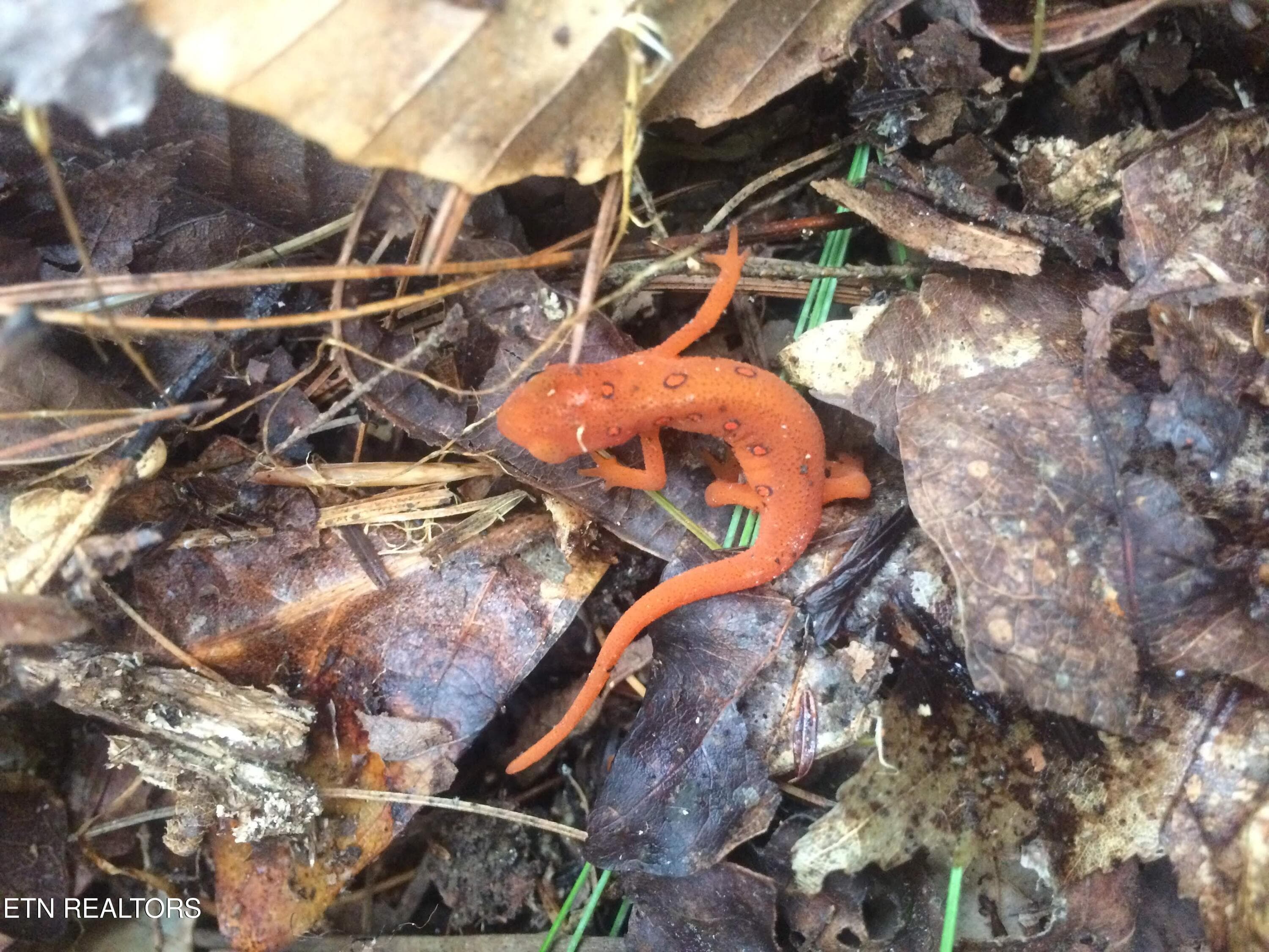 salamander - Copy - 755 Bear Branch Rd, Wartburg, TN 37887, Wartburg