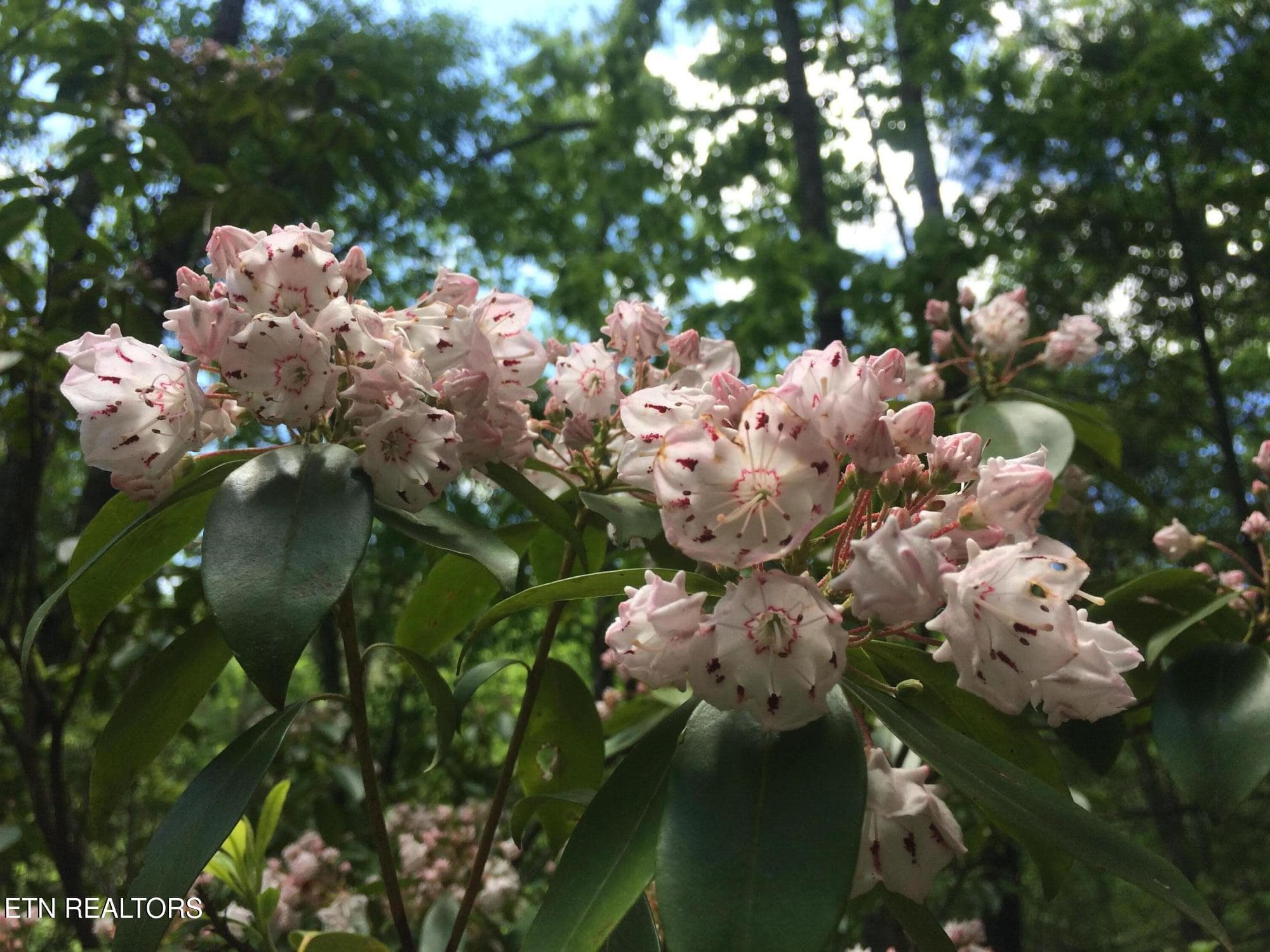 rhododendron - 755 Bear Branch Rd, Wartburg, TN 37887, Wartburg