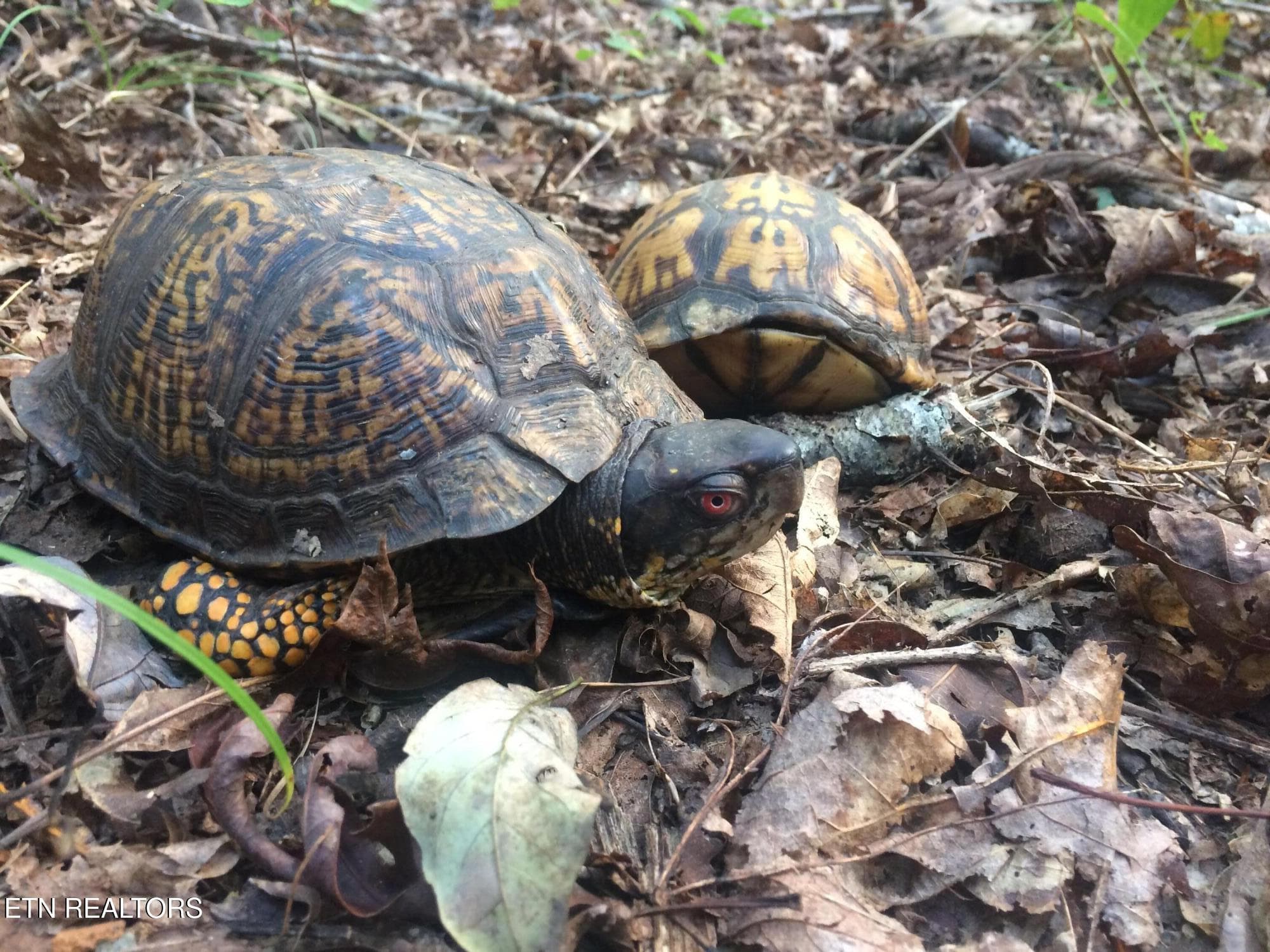 turtles - Copy - 755 Bear Branch Rd, Wartburg, TN 37887, Wartburg