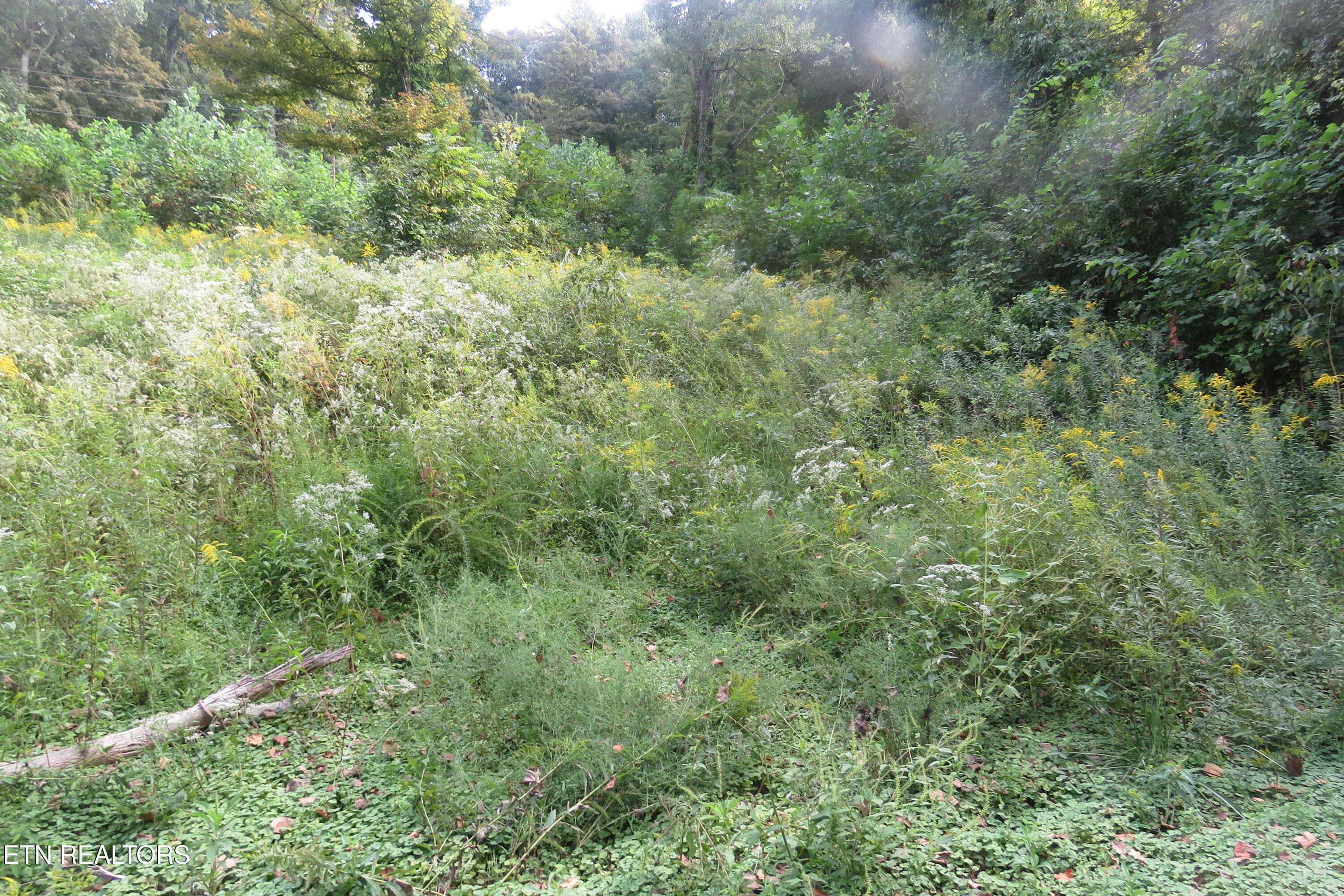 IMG_6234 - 0 Watauga Rd, Cookeville, TN 38506, Cookeville