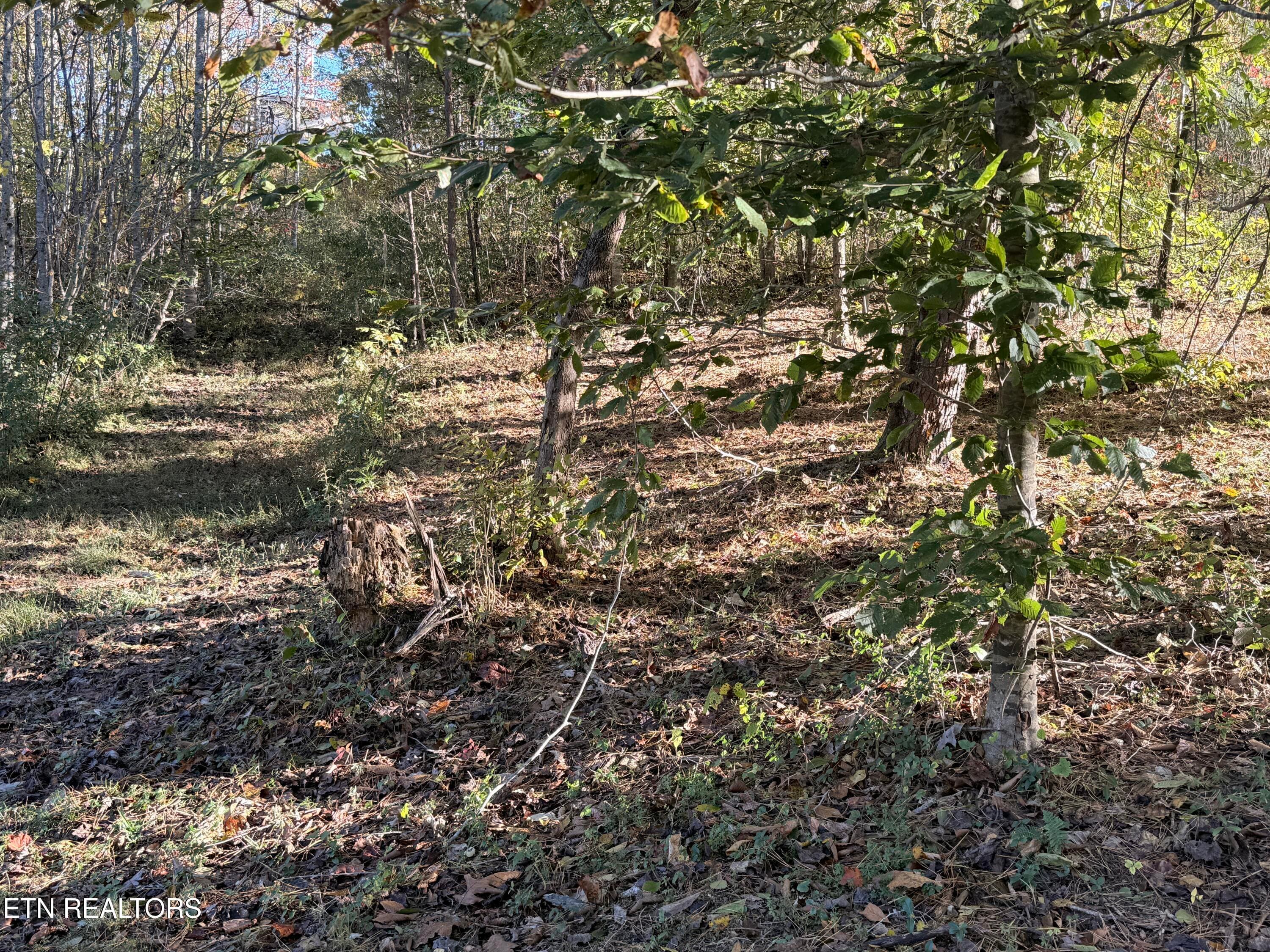 Lower Property - 444 Roses Creek Rd, Clairfield, TN 37715, Clairfield