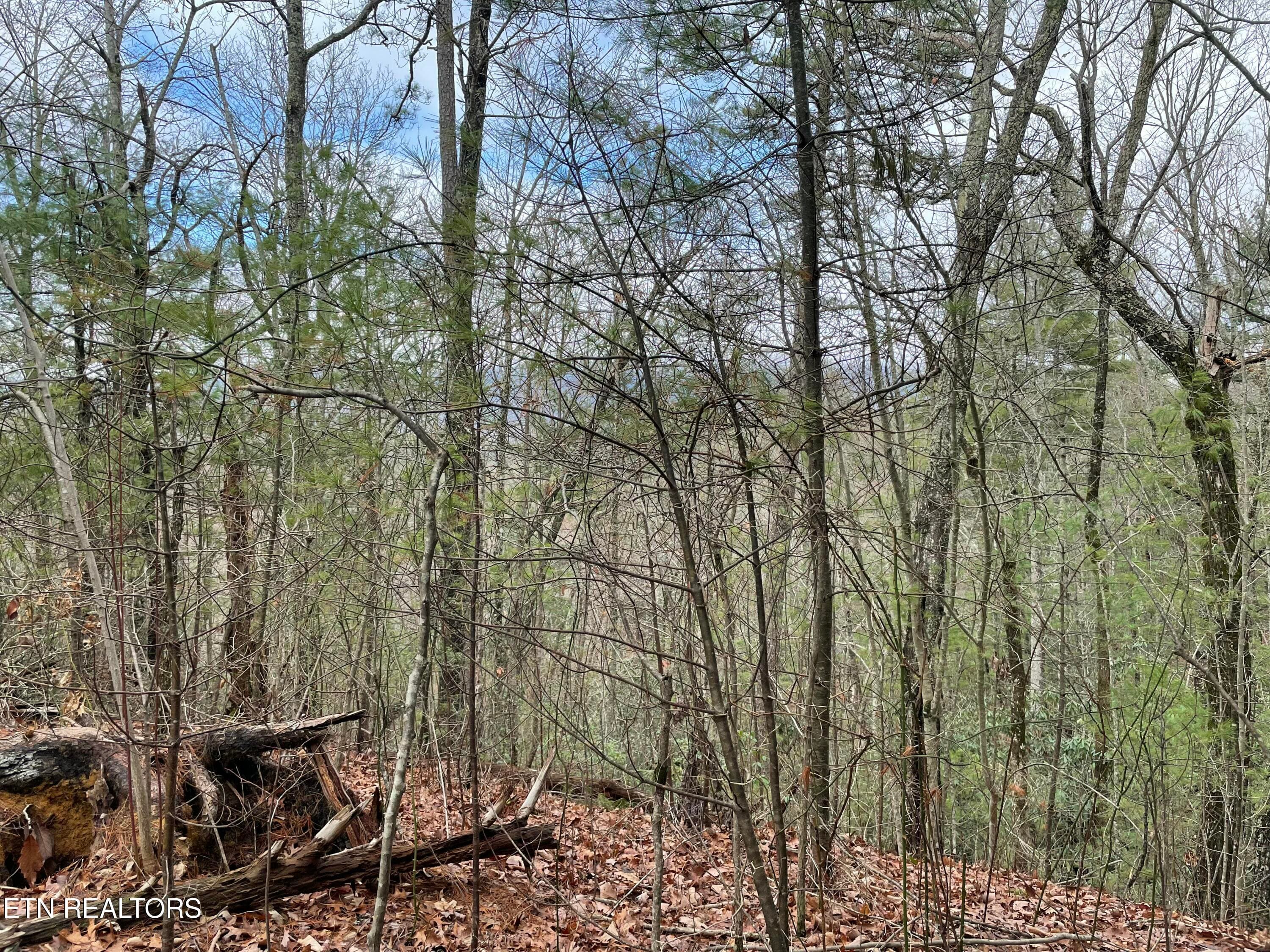 IMG_8661 - TBD Walnut Flats Rd, Walland, TN 37886, Walland