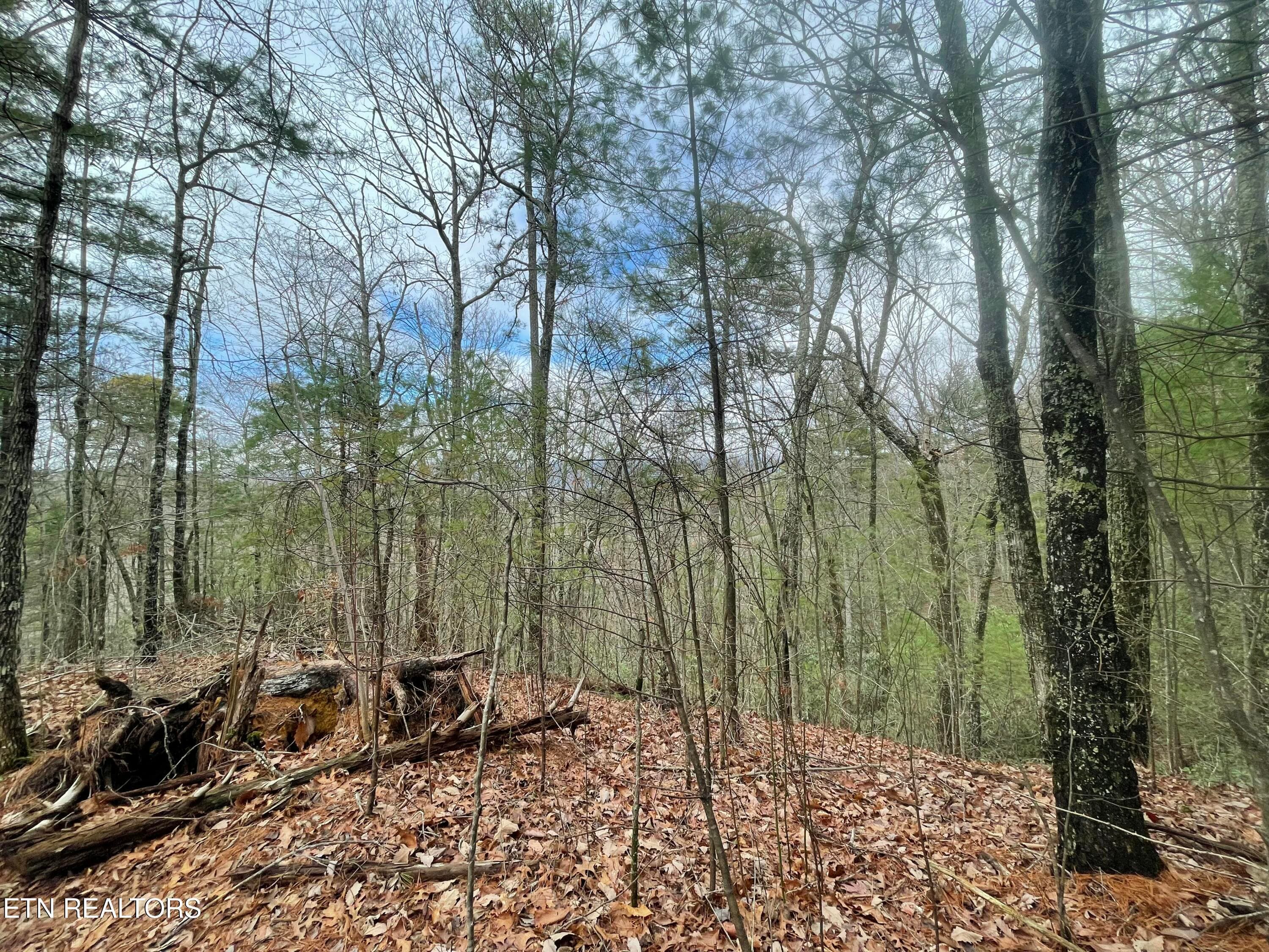 IMG_8662 - TBD Walnut Flats Rd, Walland, TN 37886, Walland