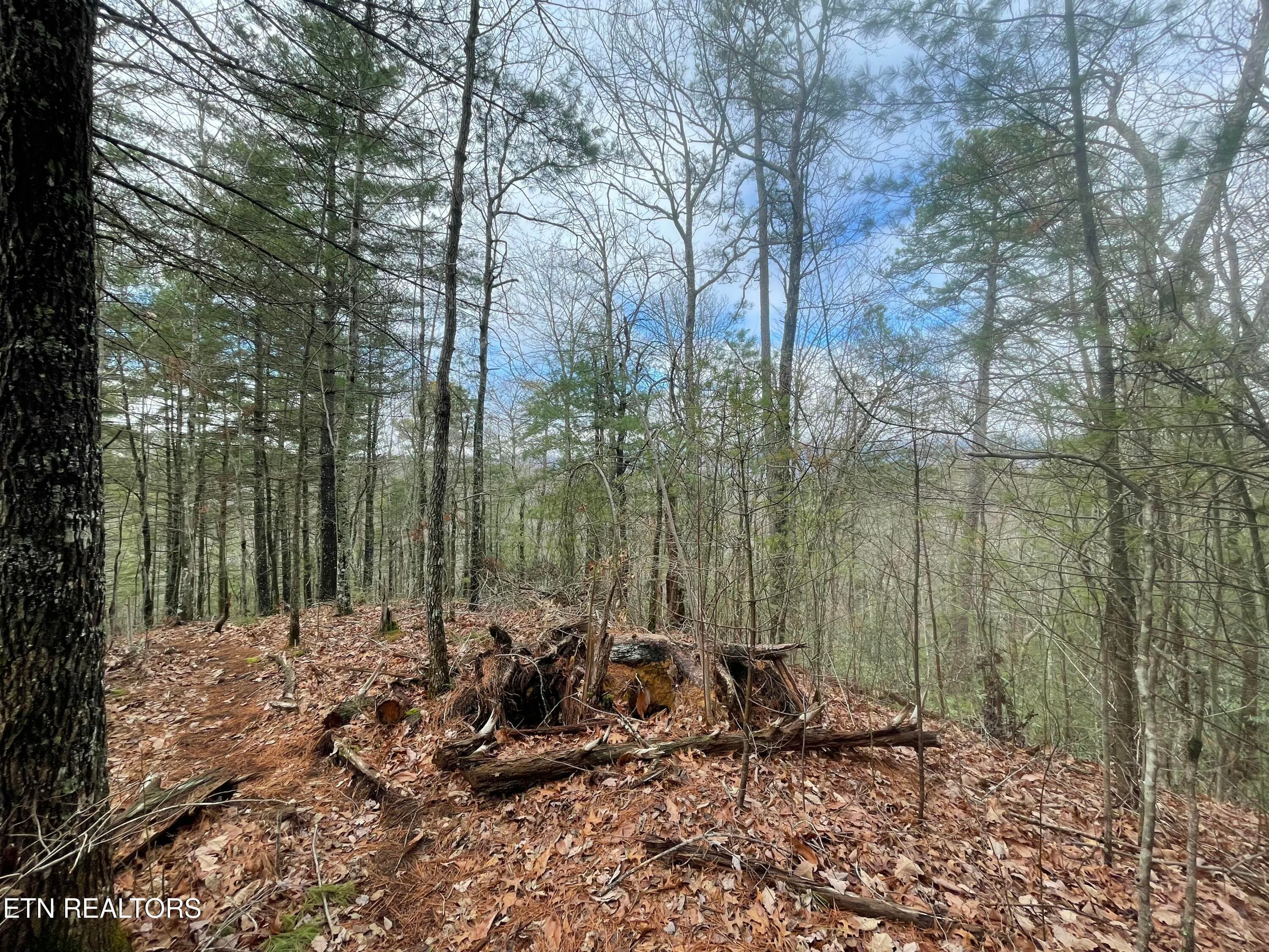 IMG_8663 - TBD Walnut Flats Rd, Walland, TN 37886, Walland