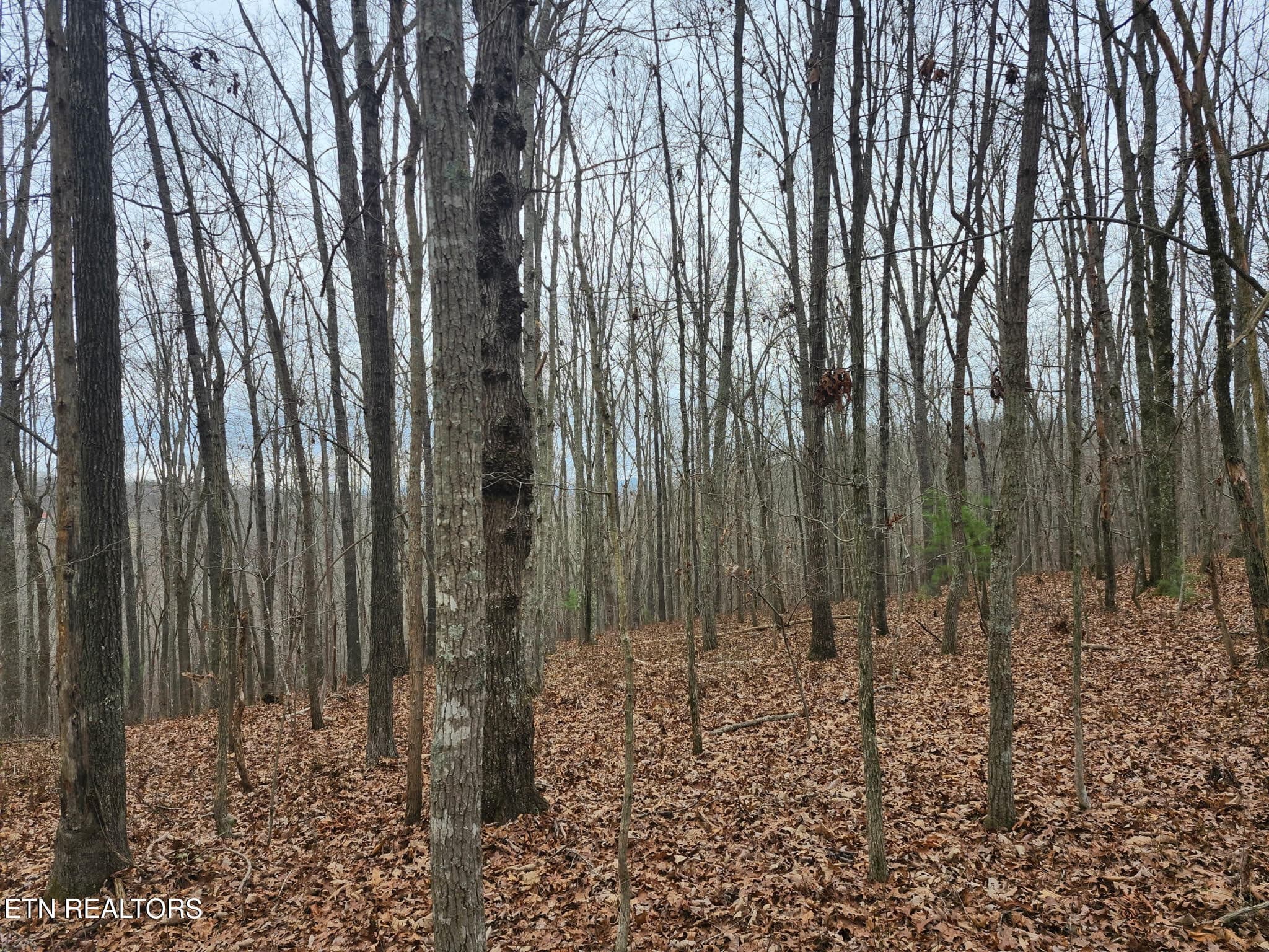 unnamed - Peacock Rd, Deer Lodge, TN 37726, Deer Lodge