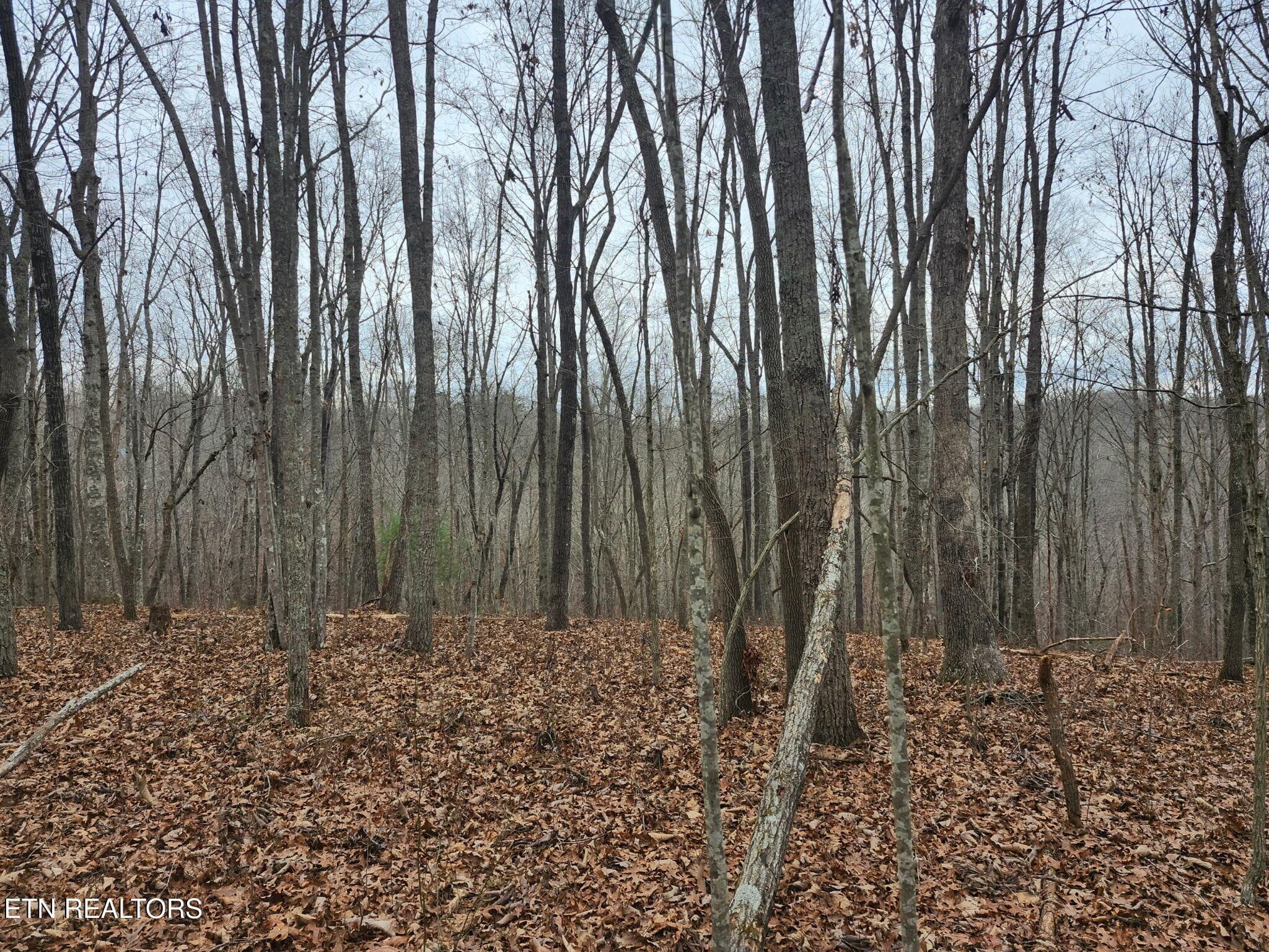 1000054477 - Peacock Rd, Deer Lodge, TN 37726, Deer Lodge
