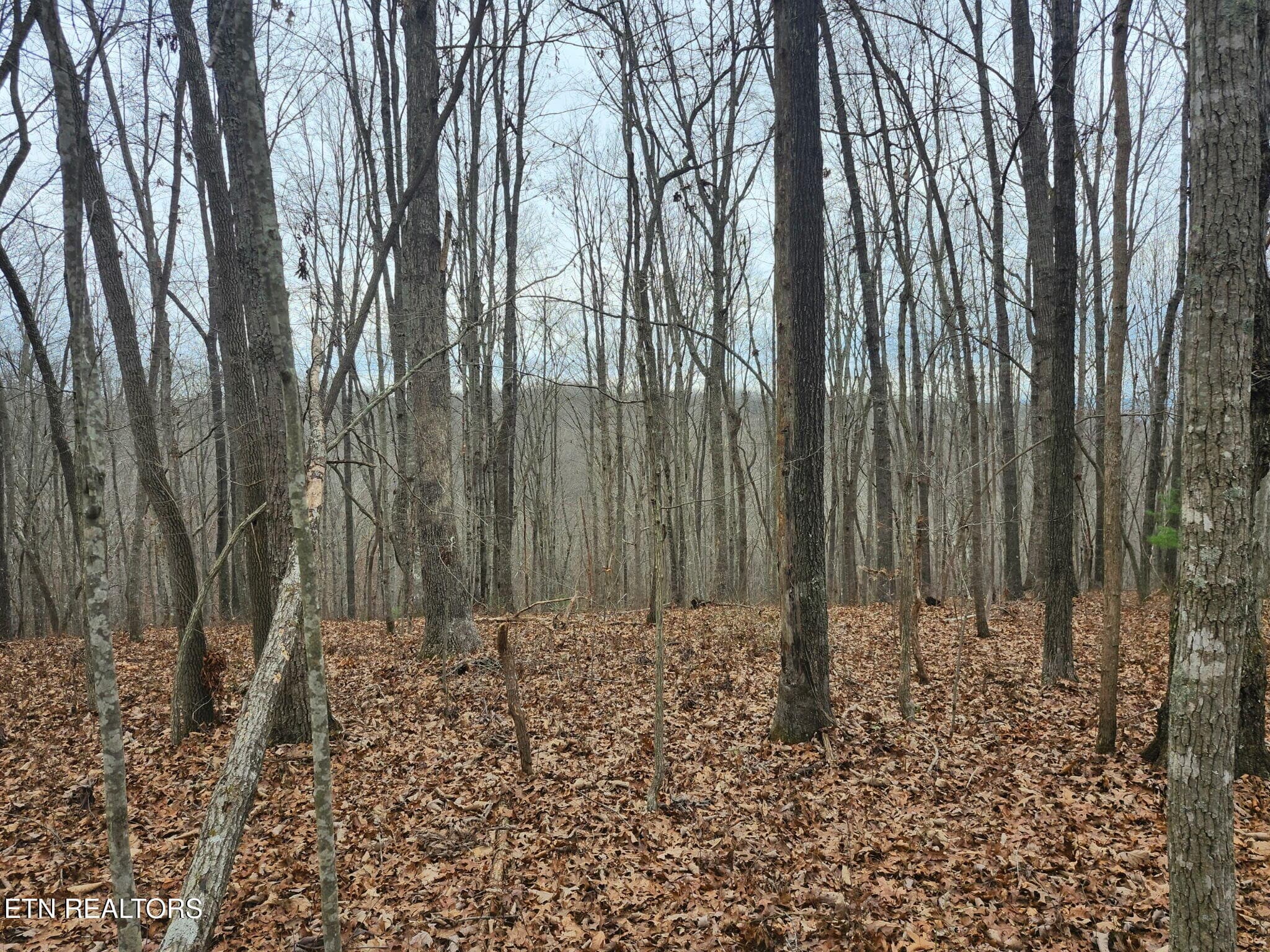 1000054479 - Peacock Rd, Deer Lodge, TN 37726, Deer Lodge