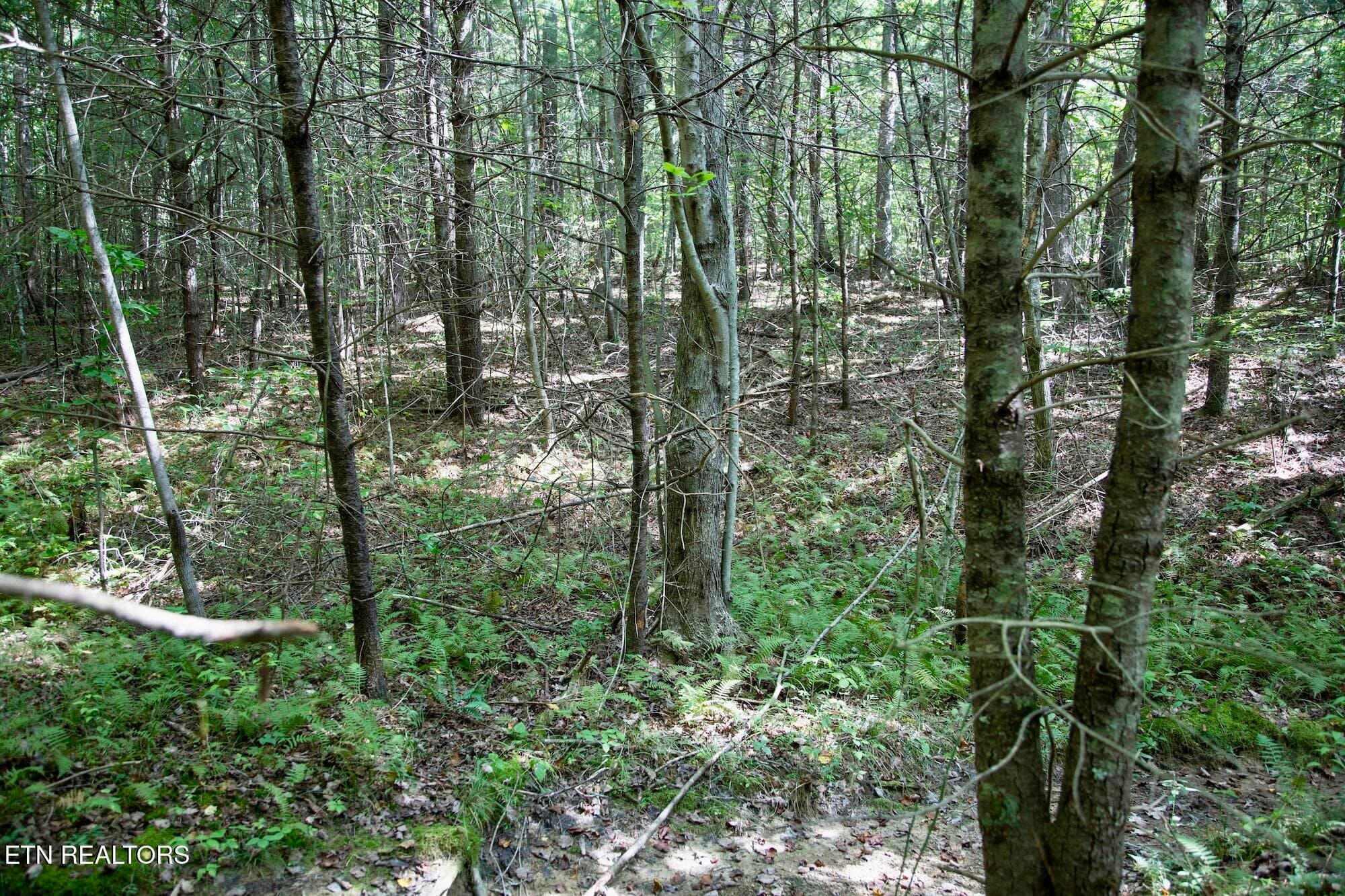DB_0012 - 160 John Cox Rd, Deer Lodge, TN 37726