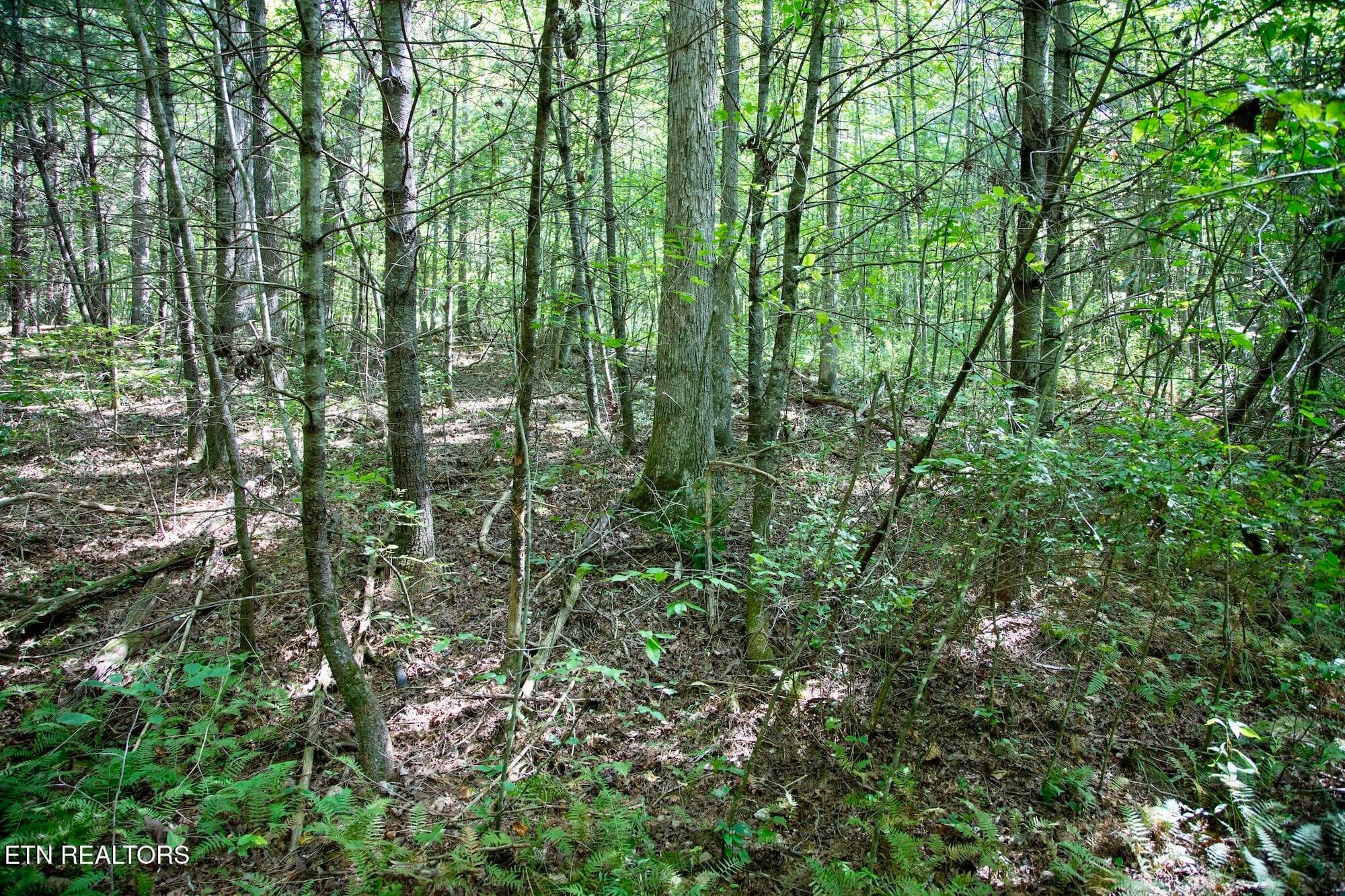 DB_0014 - 160 John Cox Rd, Deer Lodge, TN 37726