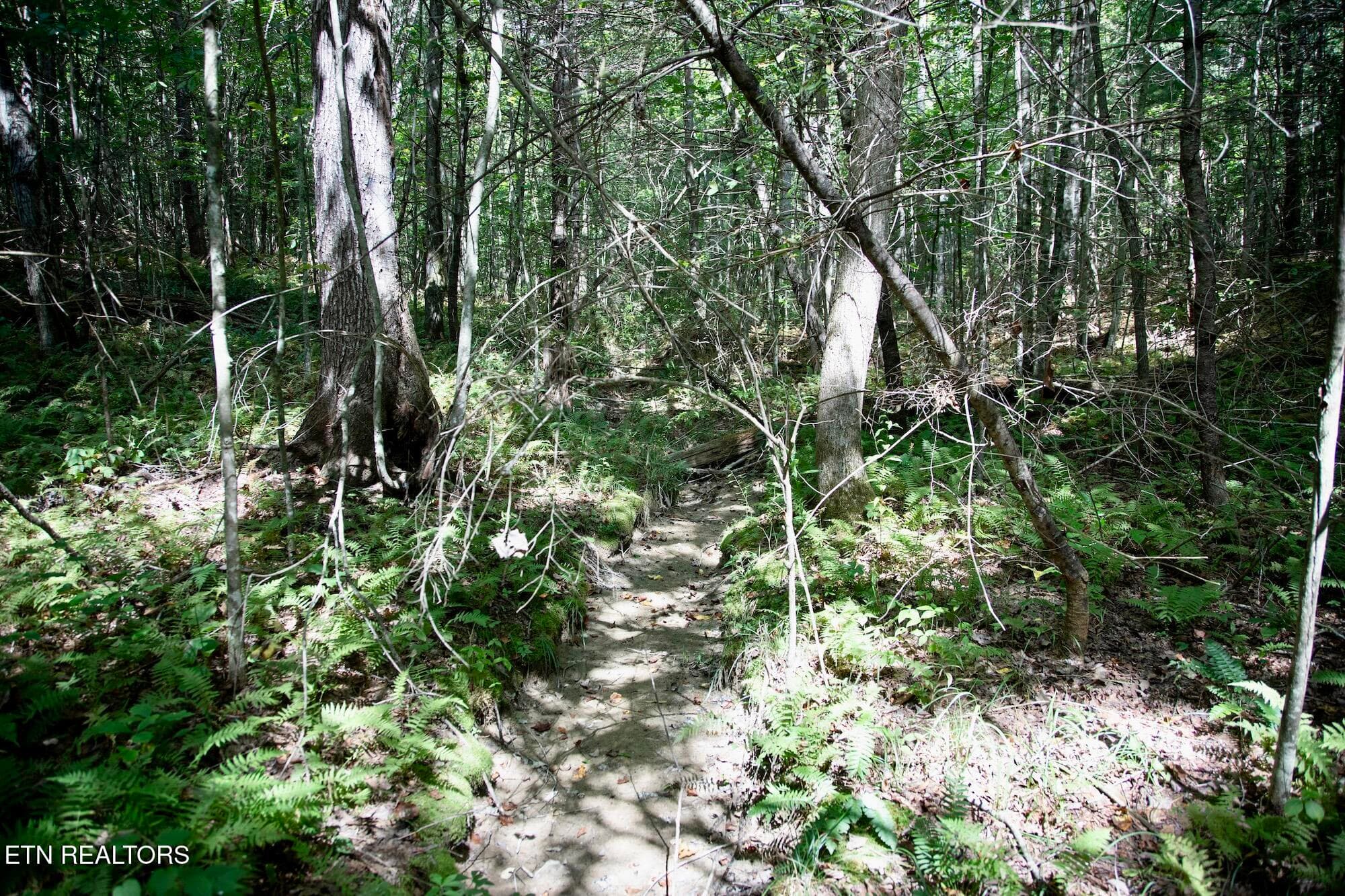 DB_0017 - 160 John Cox Rd, Deer Lodge, TN 37726