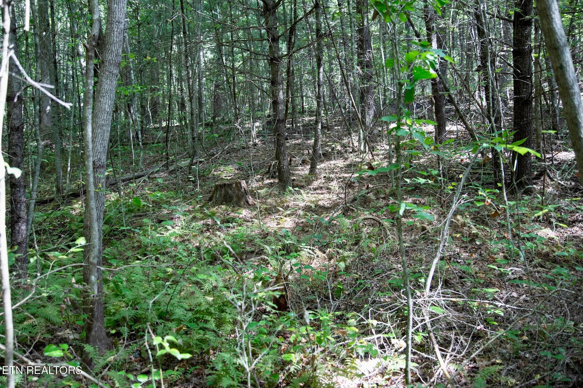 DB_0018 - 160 John Cox Rd, Deer Lodge, TN 37726