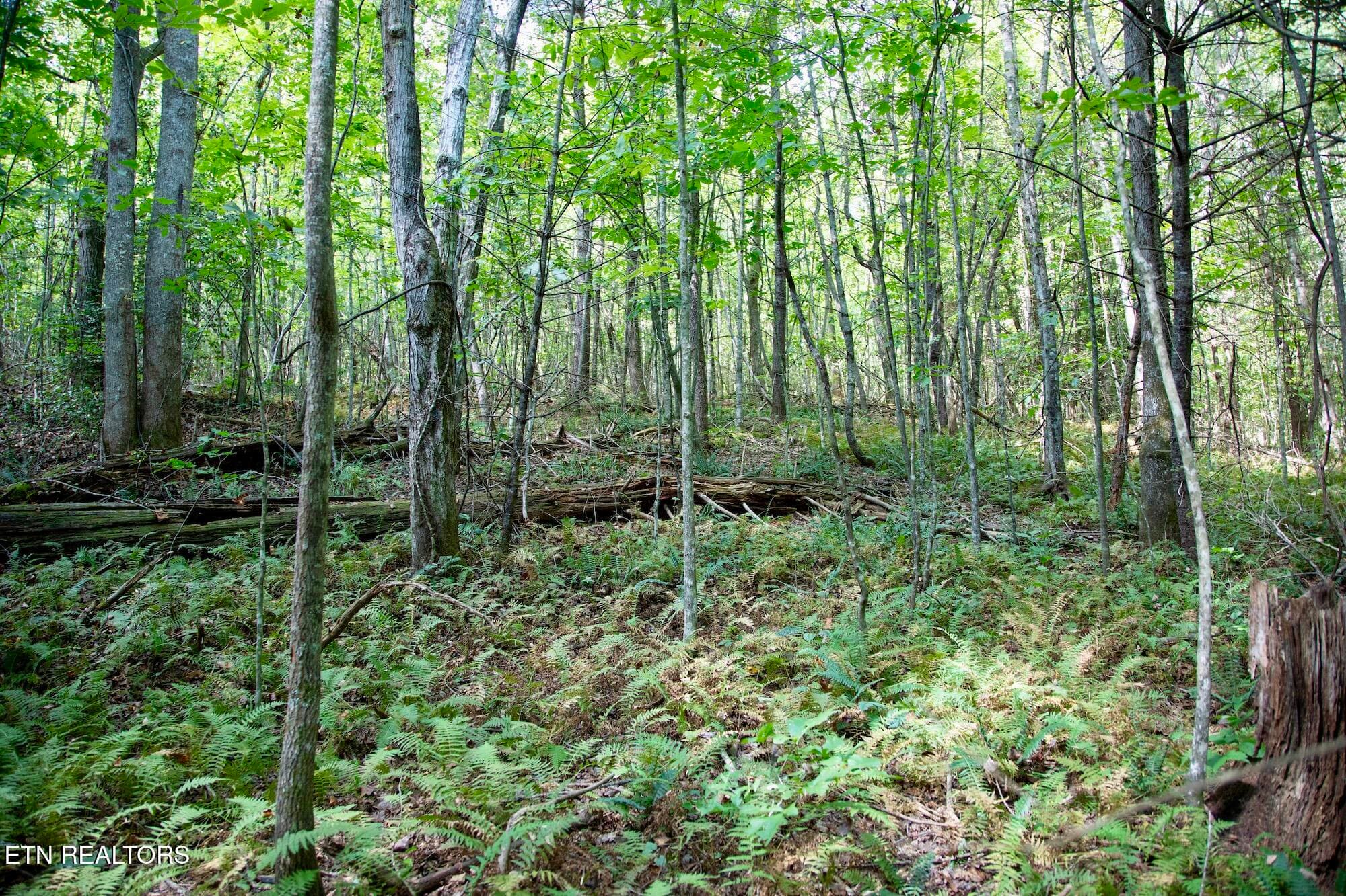 DB_0019 - 160 John Cox Rd, Deer Lodge, TN 37726