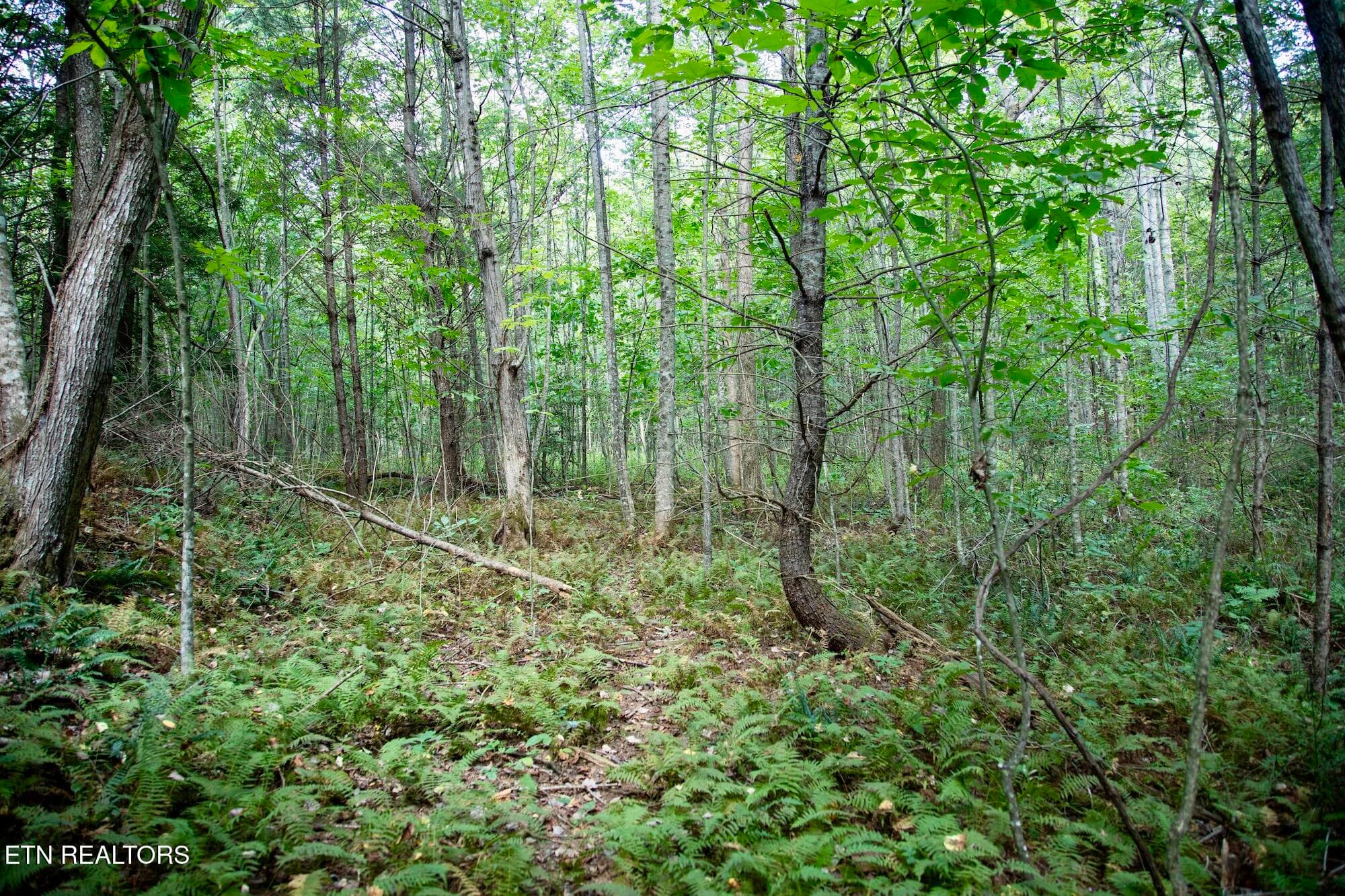 DB_0021 - 160 John Cox Rd, Deer Lodge, TN 37726