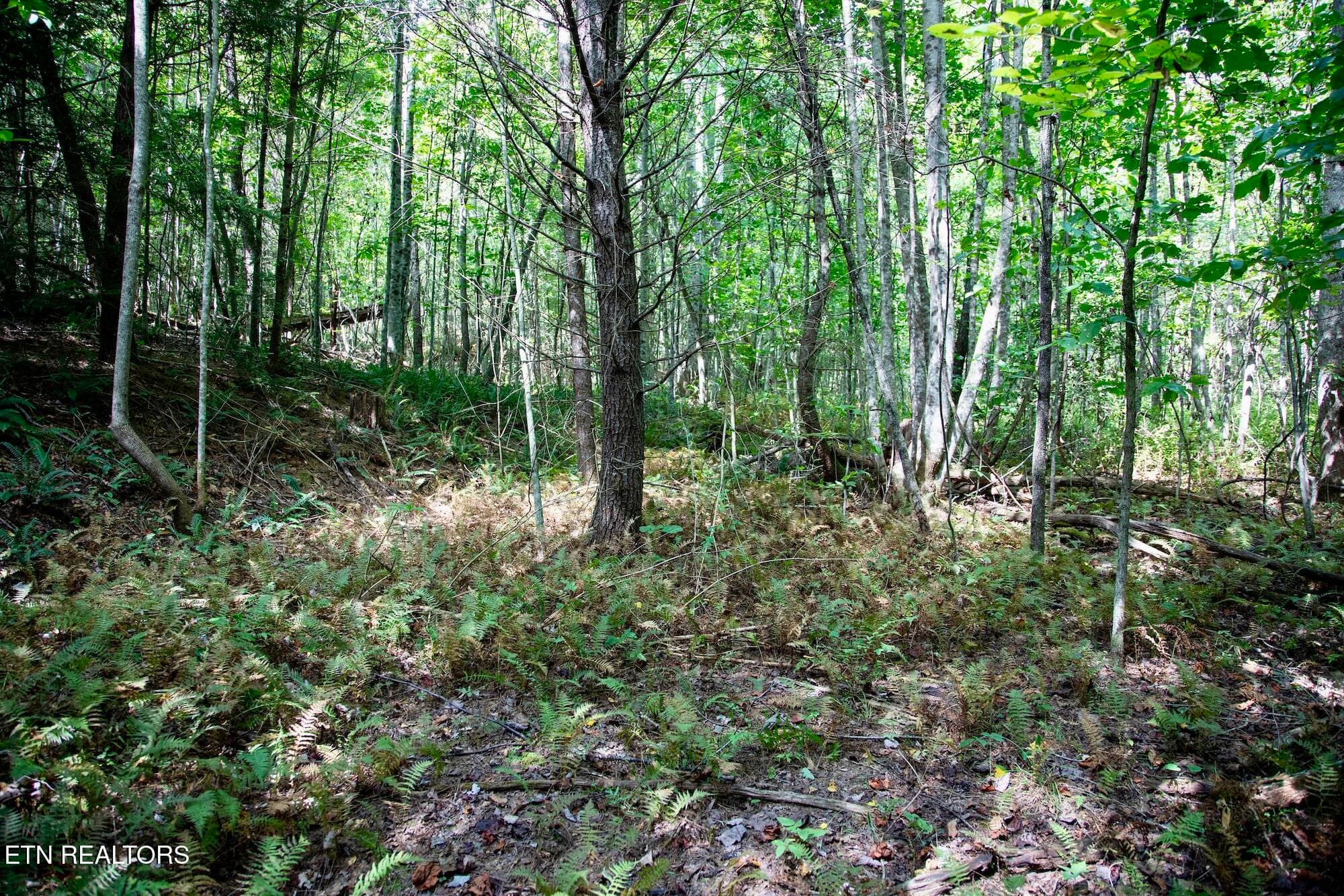 DB_0023 - 160 John Cox Rd, Deer Lodge, TN 37726