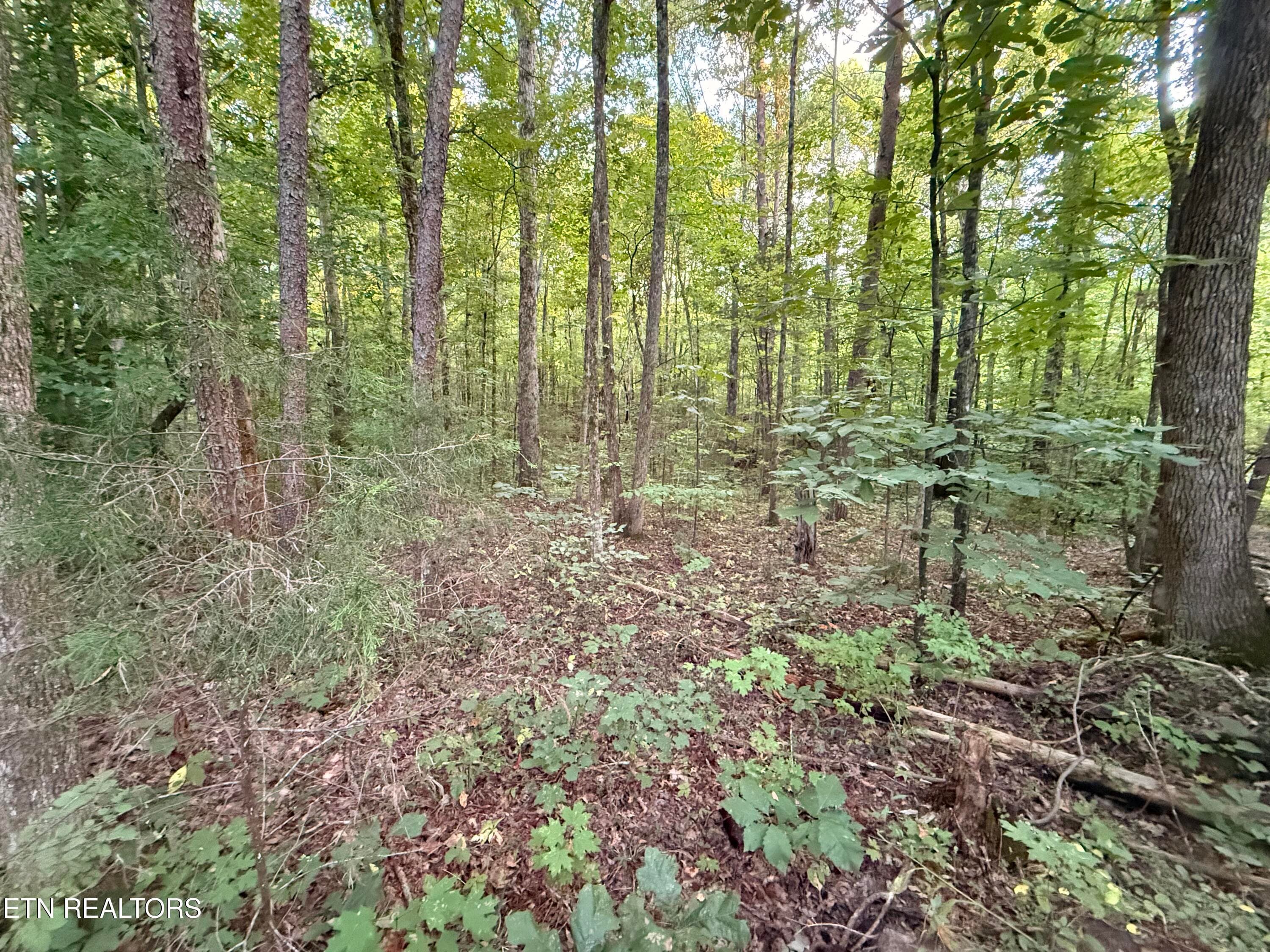 IMG_5920 - Co Rd 475, Etowah, TN 37331