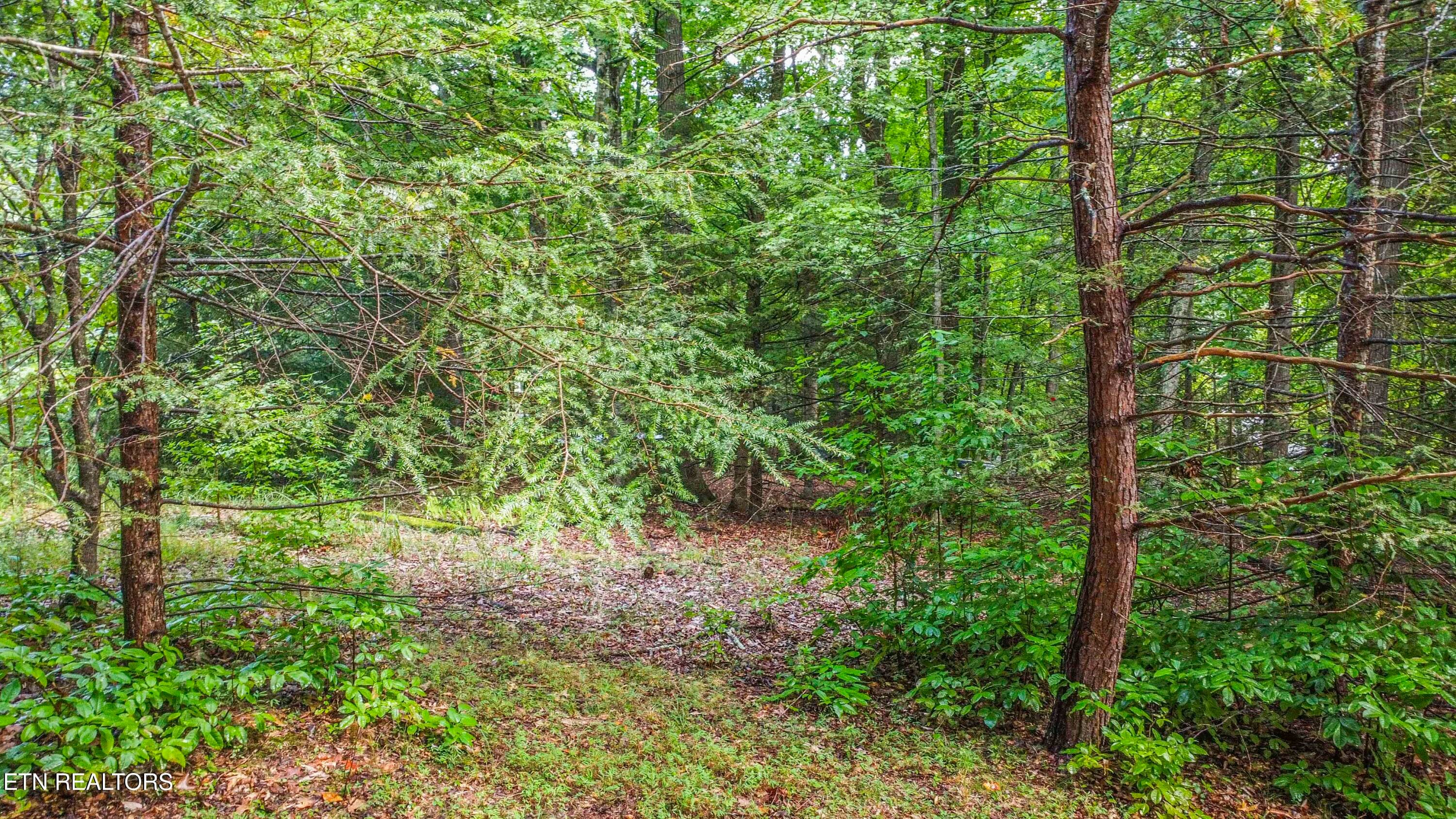 ROAD VIEW - S Shorewood Lane, Caryville, TN 37714