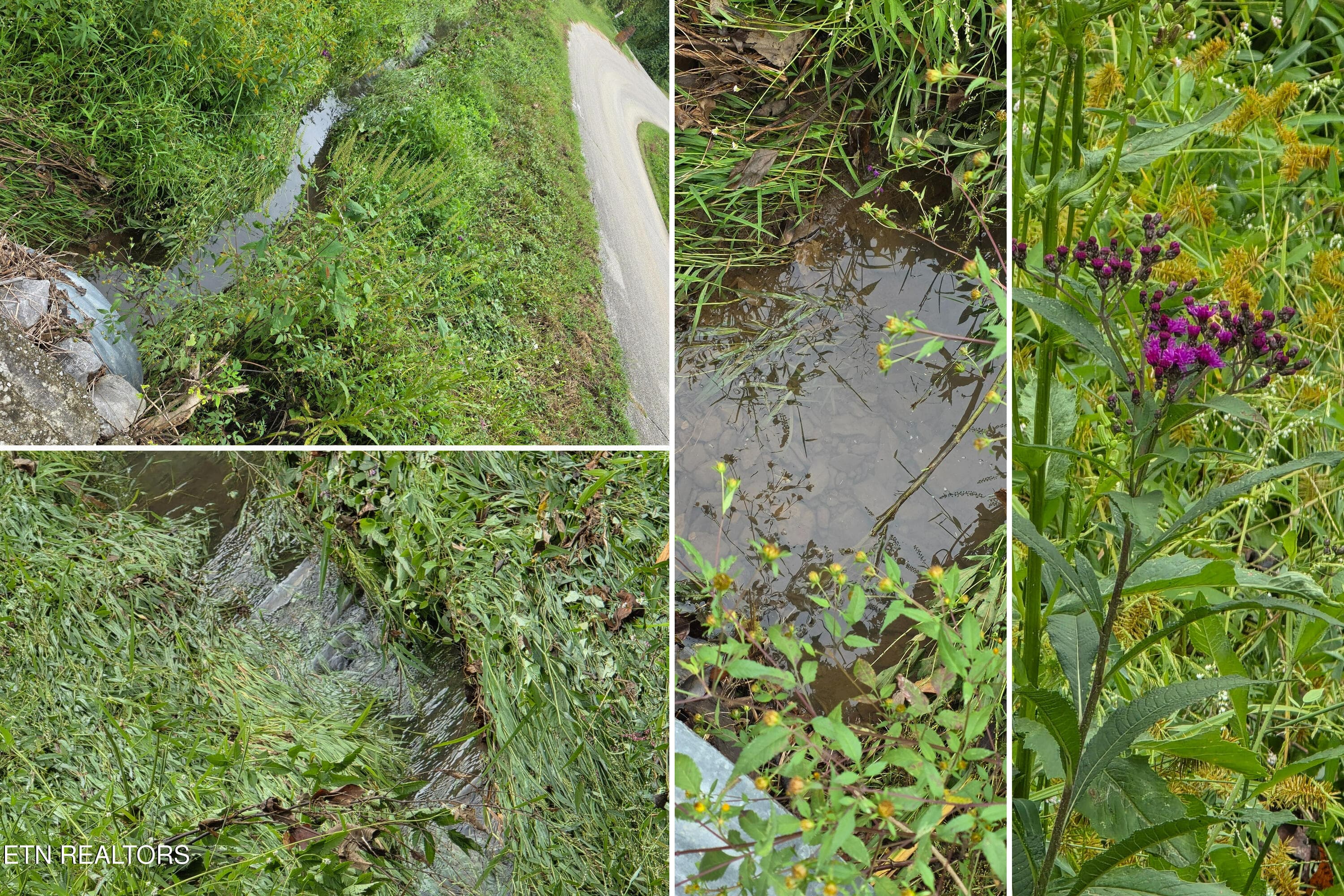 Creek Lines and Wildflowers on Property - 425 Ashe Cabin Hollow Rd, Harriman, TN 37748