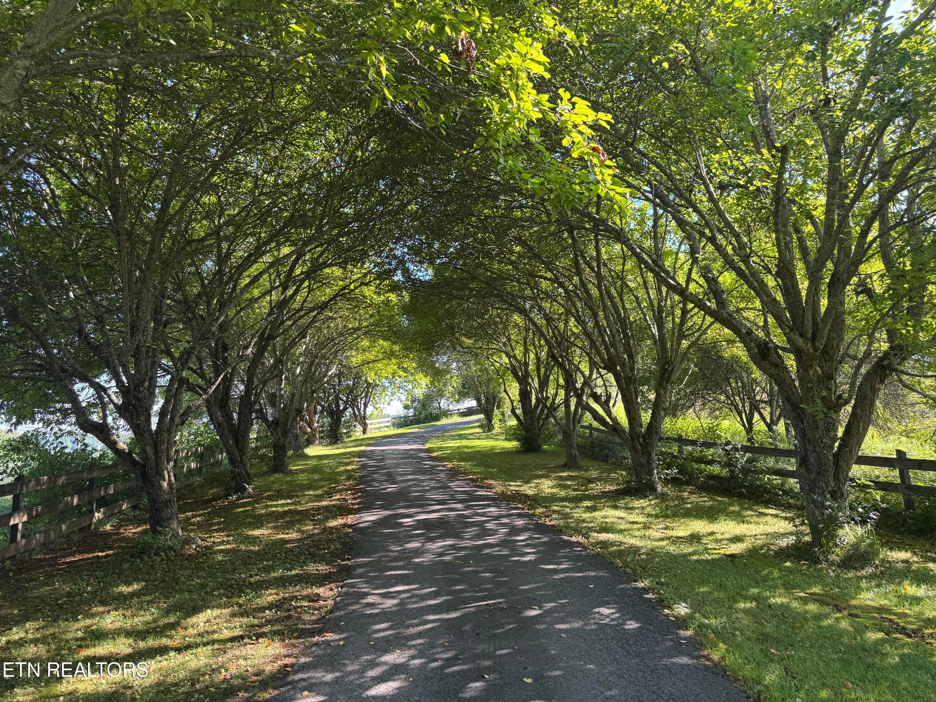 Tree Tunnel - 2961 Forge Ridge Rd, Harrogate, TN 37752, Harrogate