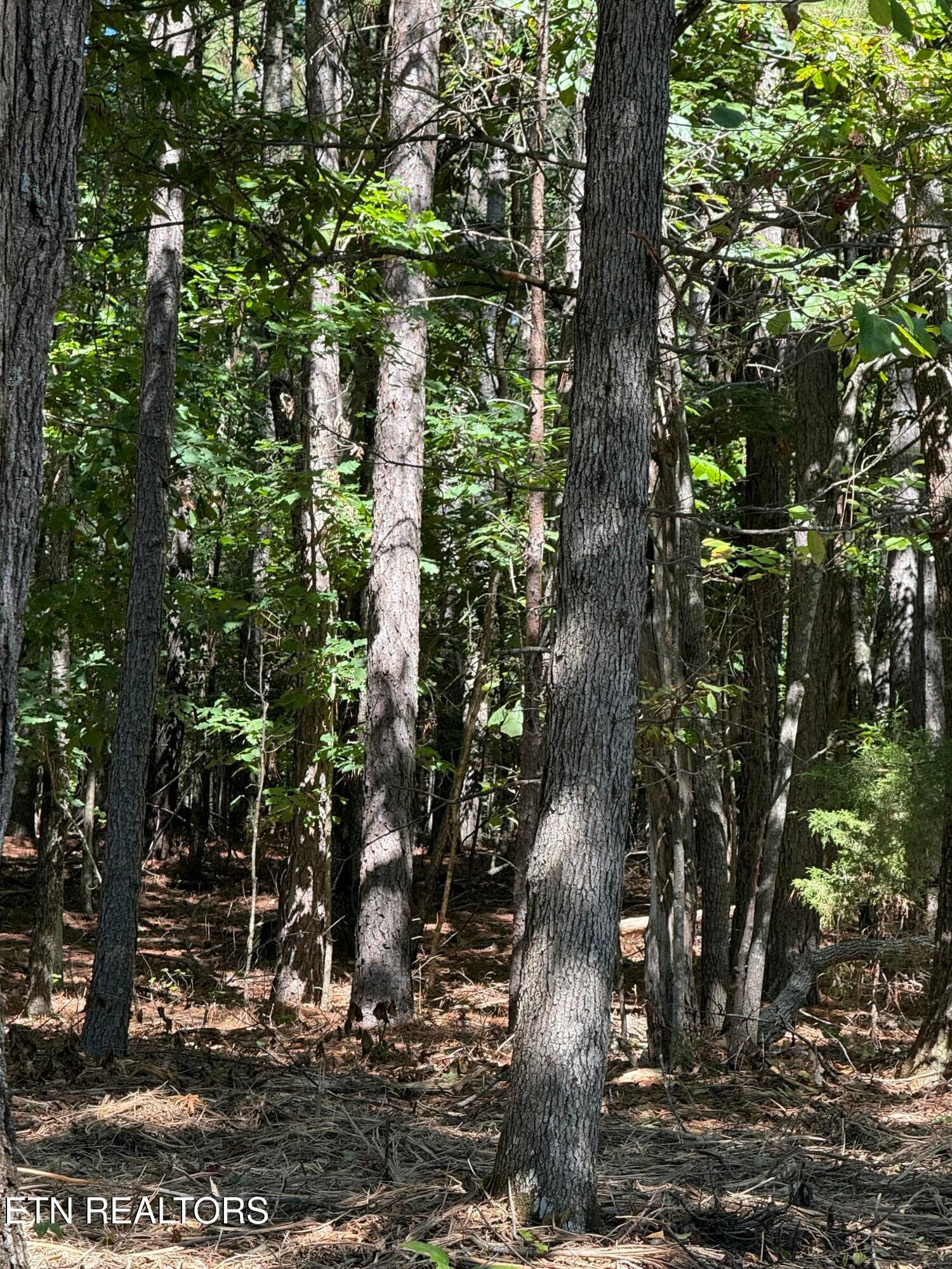 Lot 31 Pic 7 - 194 Forest Ridge Lane, Greenback, TN 37742