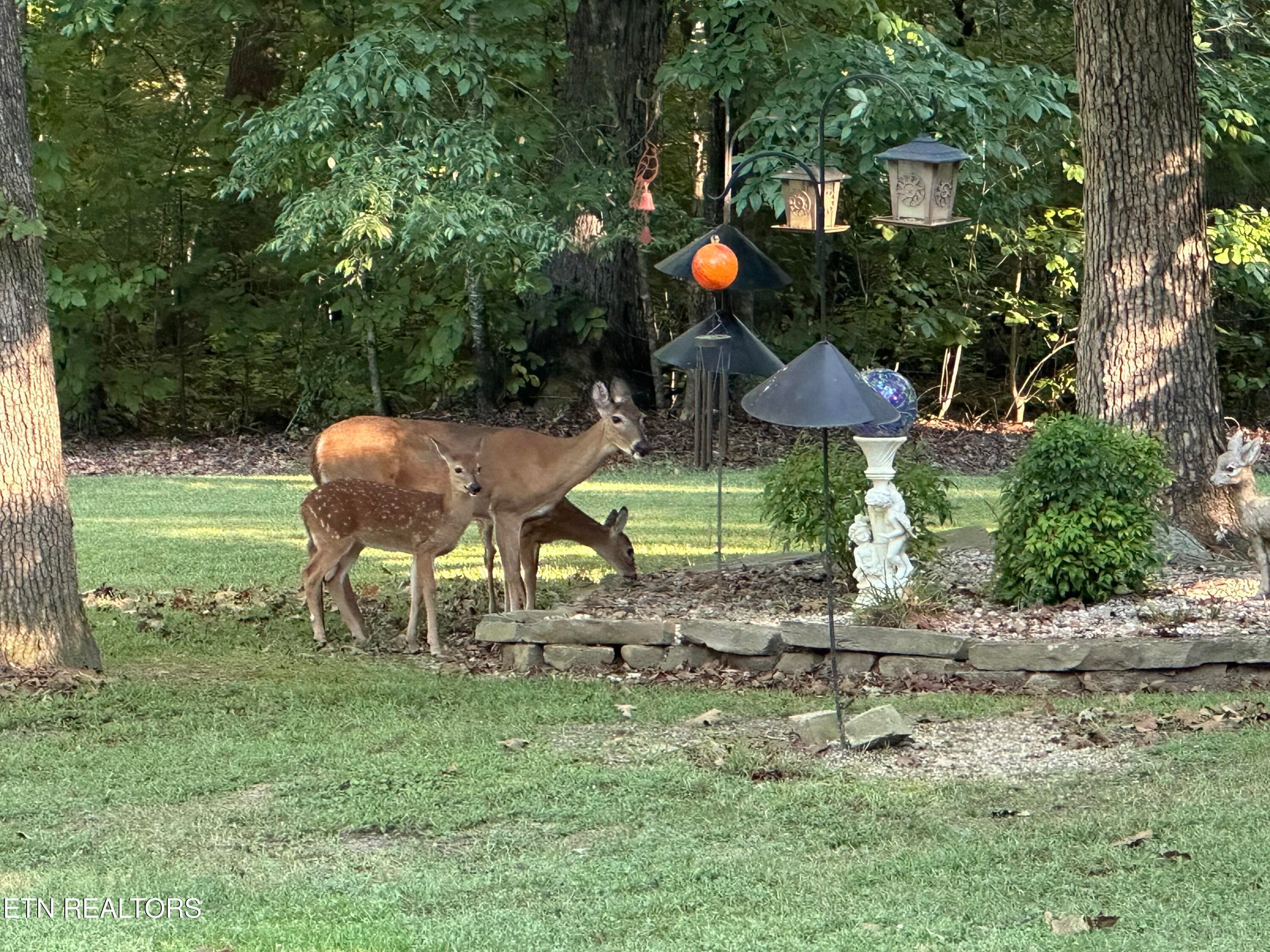 Momma and babies - 1845 Tree Tops Lane, Seymour, TN 37865, Seymour