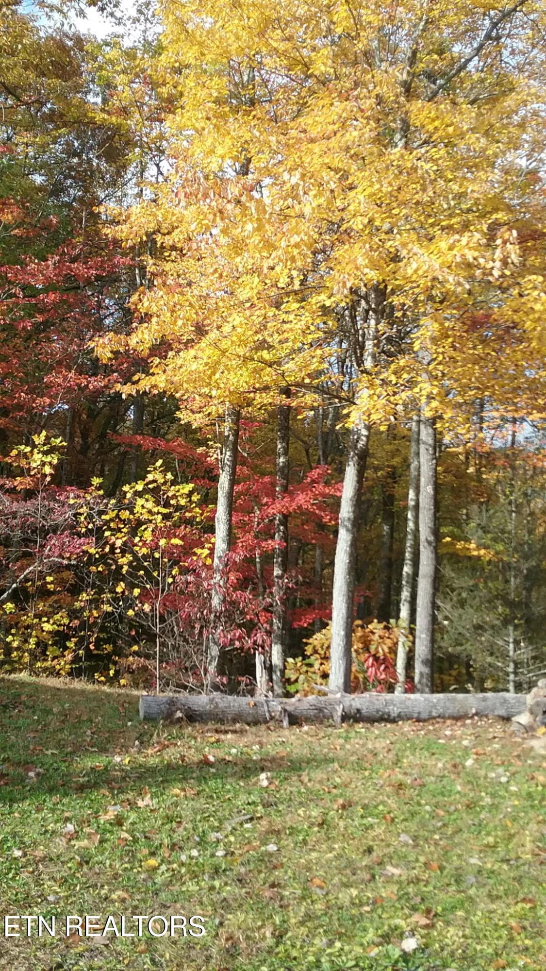 Fall pic - 199 Pear Tree Way, Del Rio, TN 37727