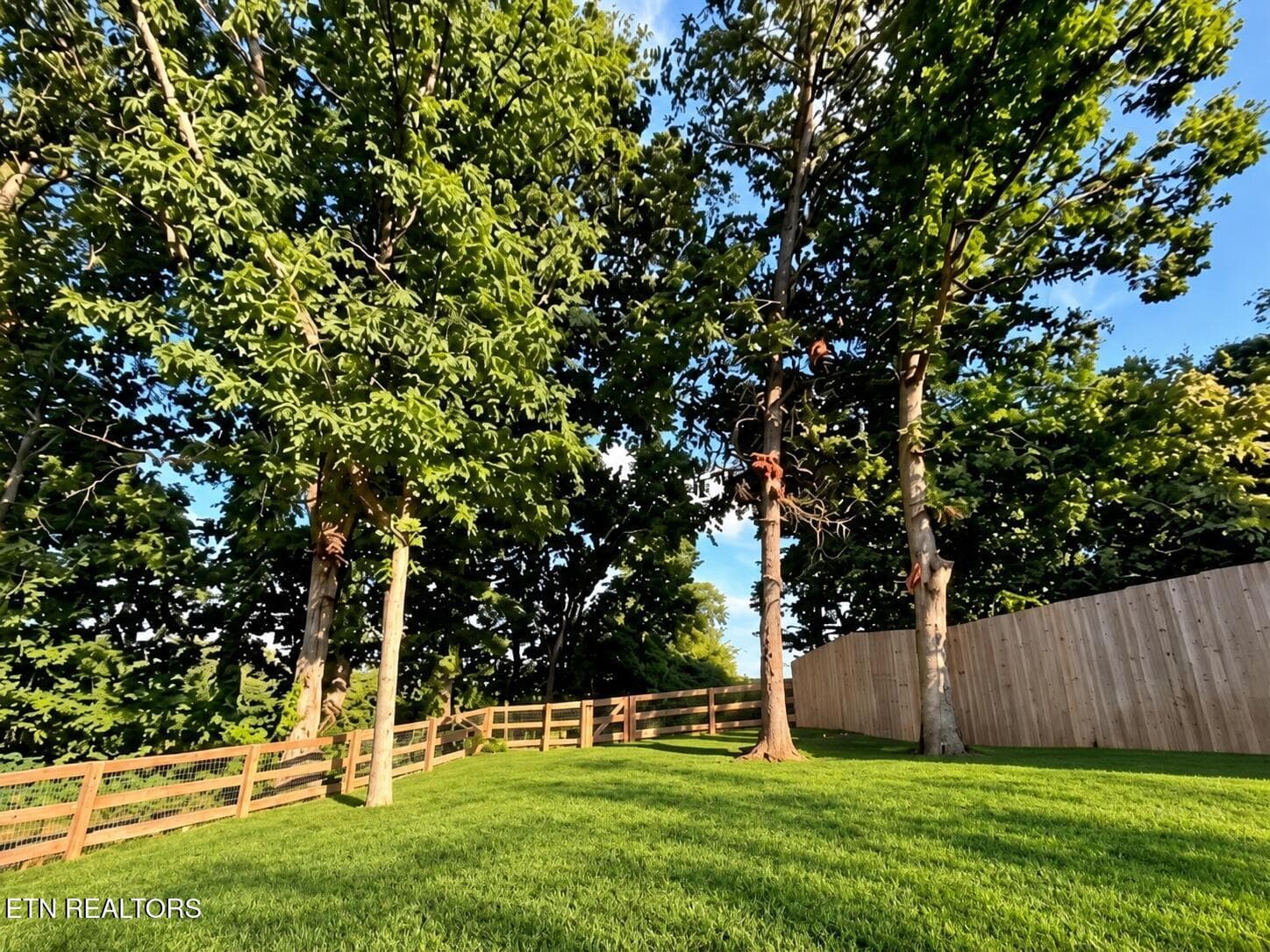Lush green backyard lawn - 4525 Nathan Drive, Knoxville, TN 37938, Knoxville