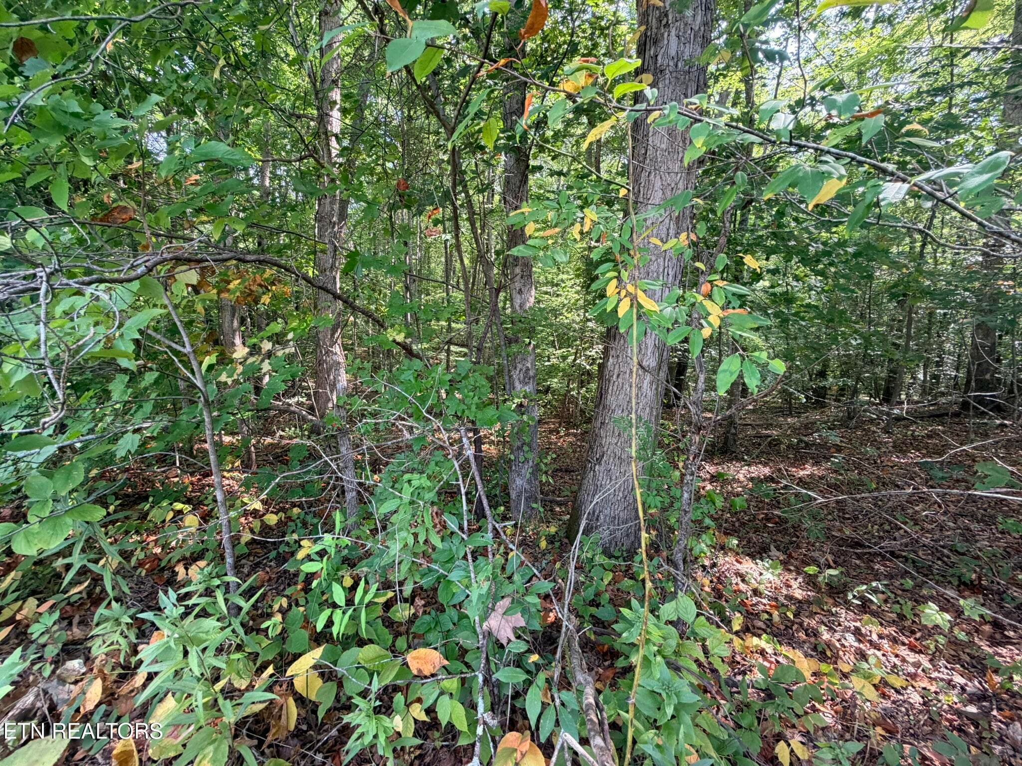 IMG_9832 - Lot 4 Evergreen Drive, Oneida, TN 37841