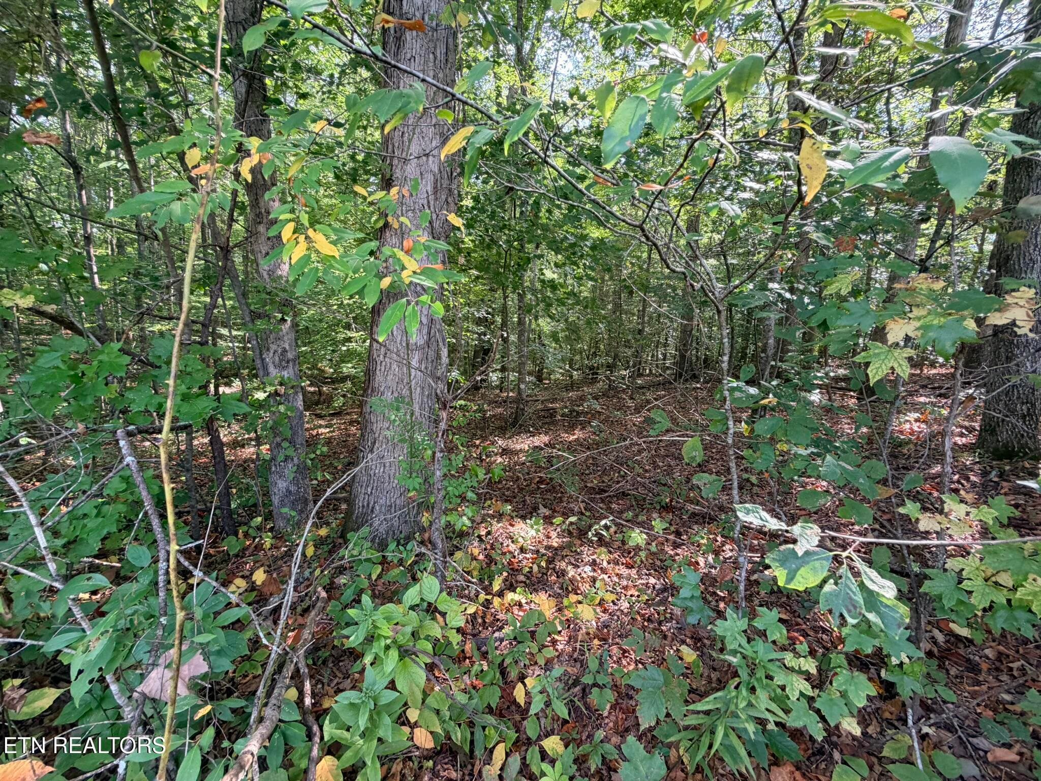 IMG_9831 - Lot 4 Evergreen Drive, Oneida, TN 37841