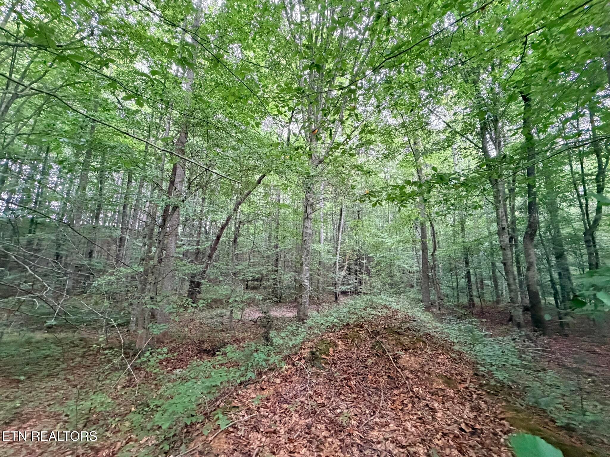 IMG_9792 - Lot 2 Evergreen Drive, Oneida, TN 37841