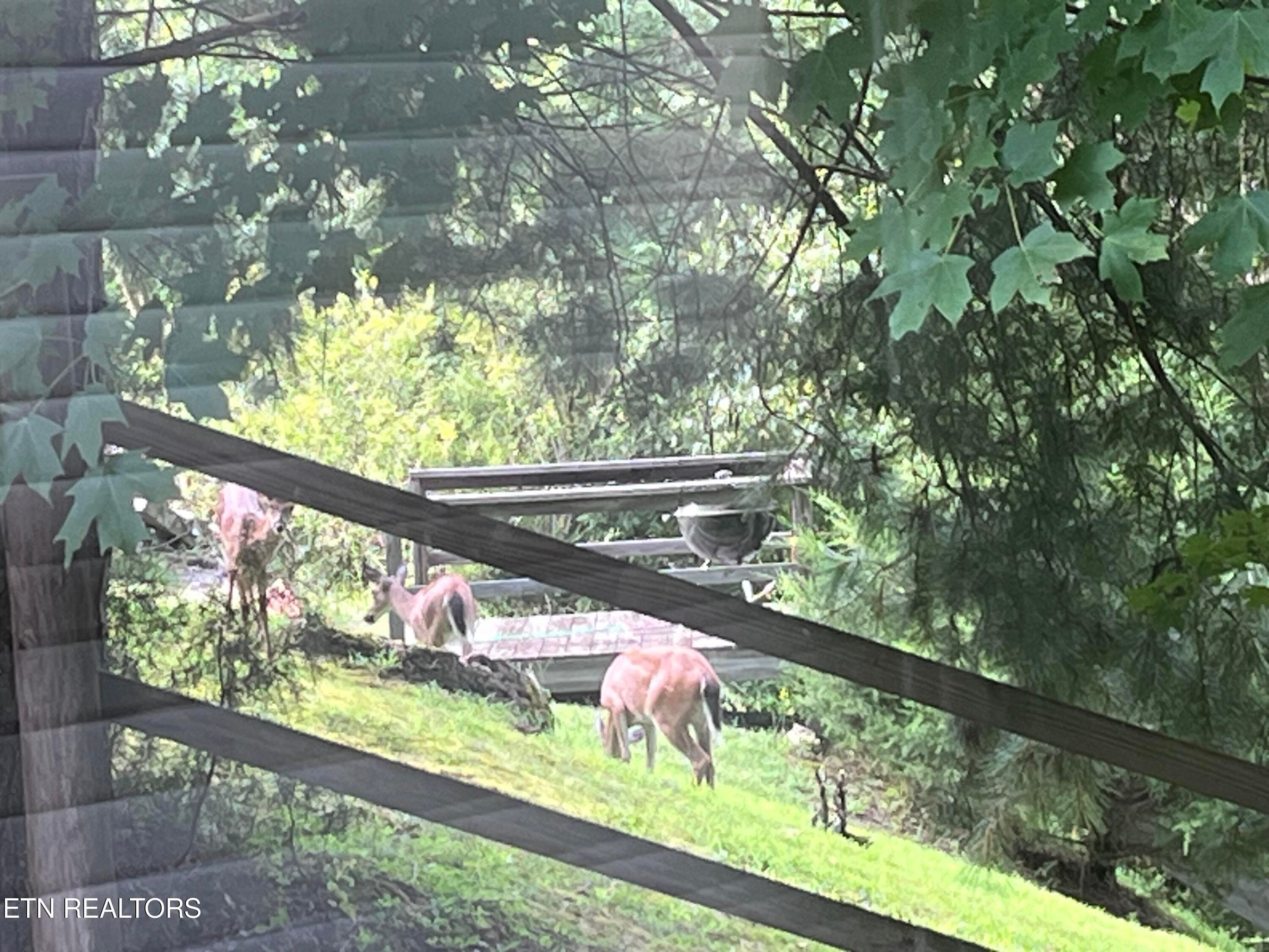 Photo of deer out kitchen window - 127 Ridgeland Lane, Sharps Chapel, TN 37866