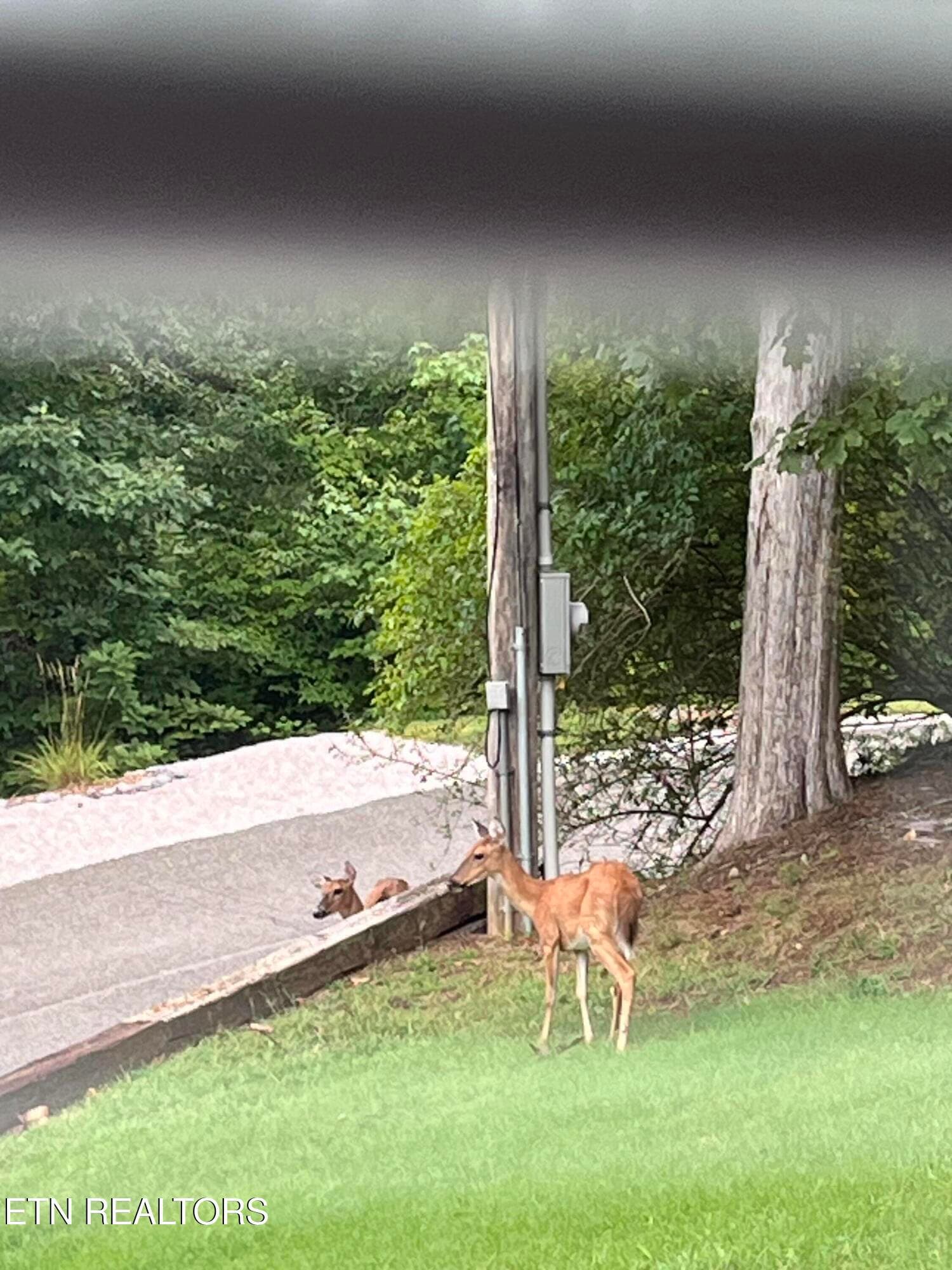 Deer front yard - 127 Ridgeland Lane, Sharps Chapel, TN 37866