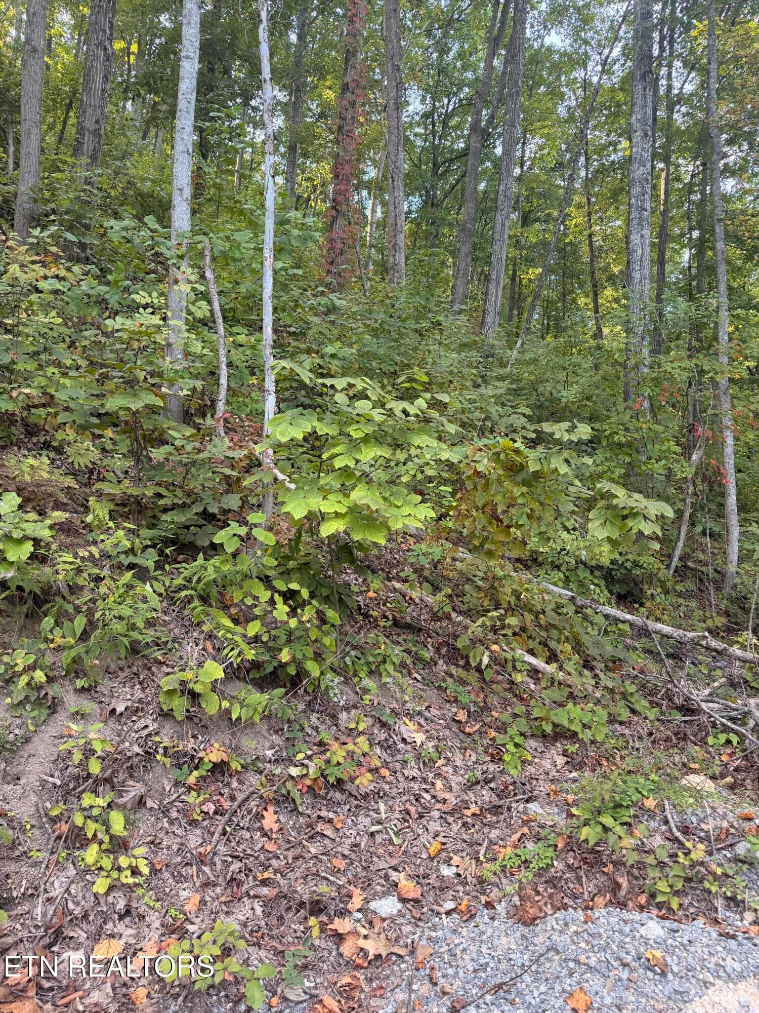 IMG_5560 - Whipoorwill Hill Way 28, Sevierville, TN 37862, Sevierville