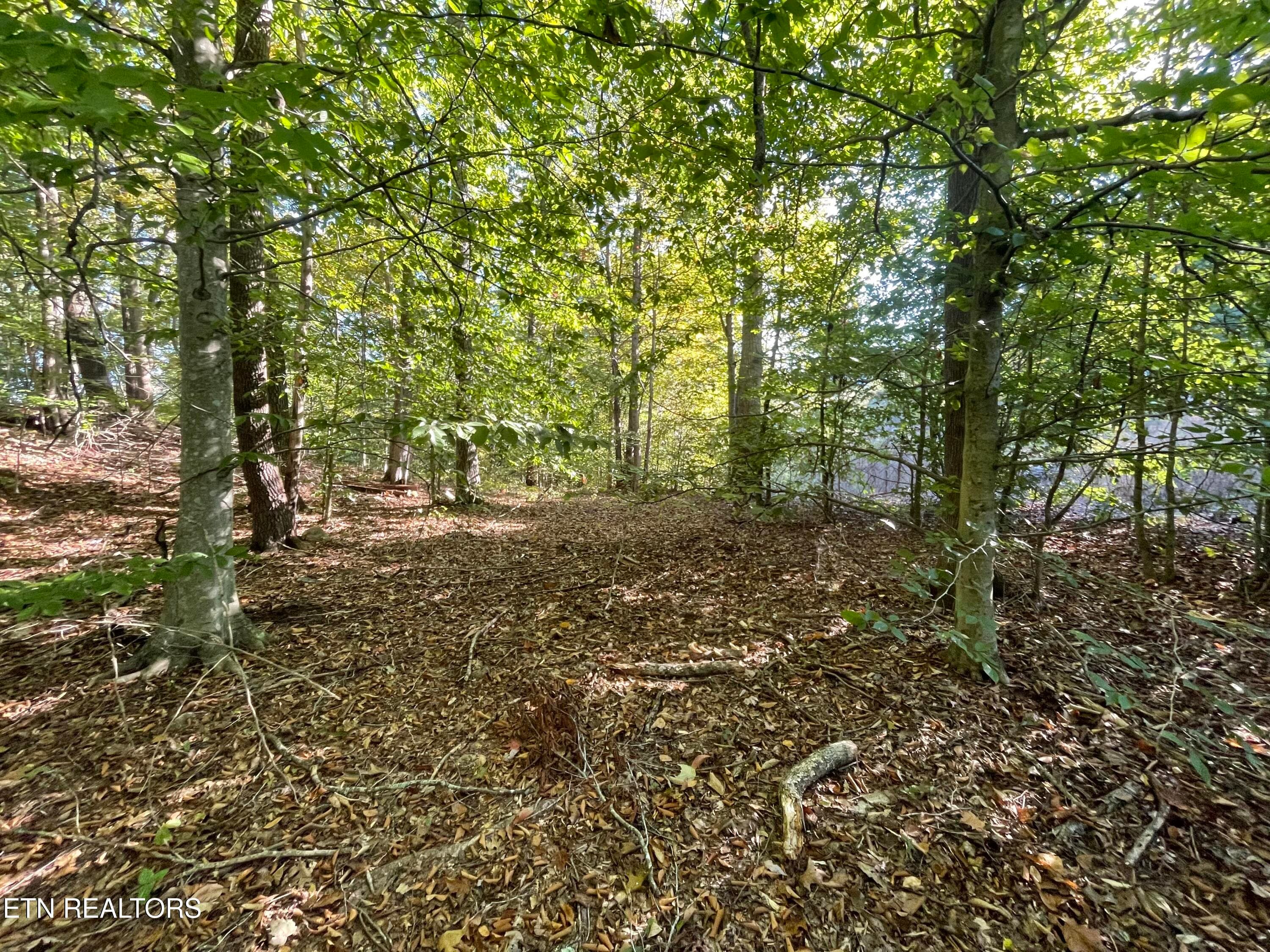 IMG_7189 - 389 Shady Pine Lane, Newcomb, TN 37819, Newcomb