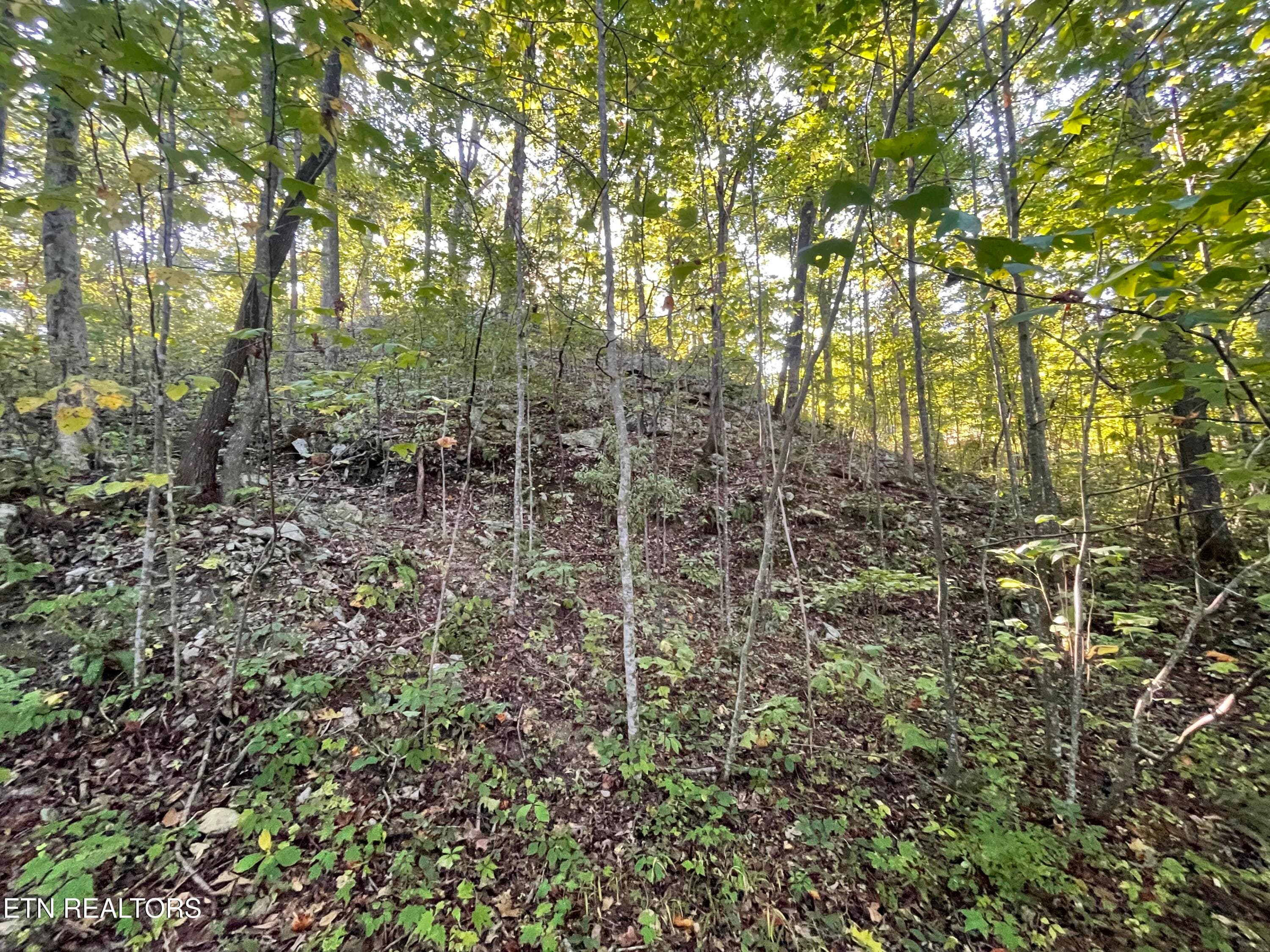 IMG_7217 - 389 Shady Pine Lane, Newcomb, TN 37819, Newcomb