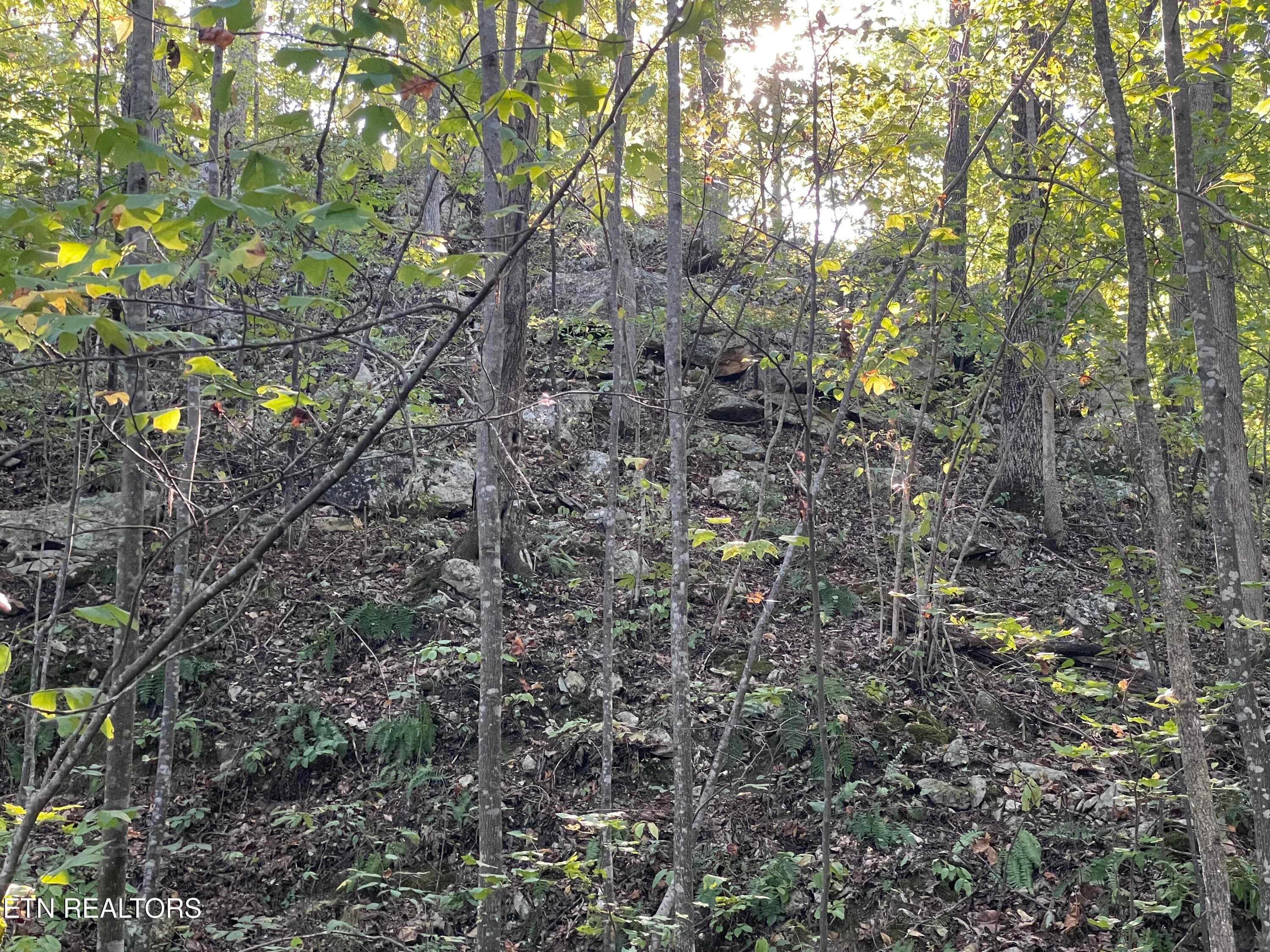 IMG_7218 - 389 Shady Pine Lane, Newcomb, TN 37819, Newcomb