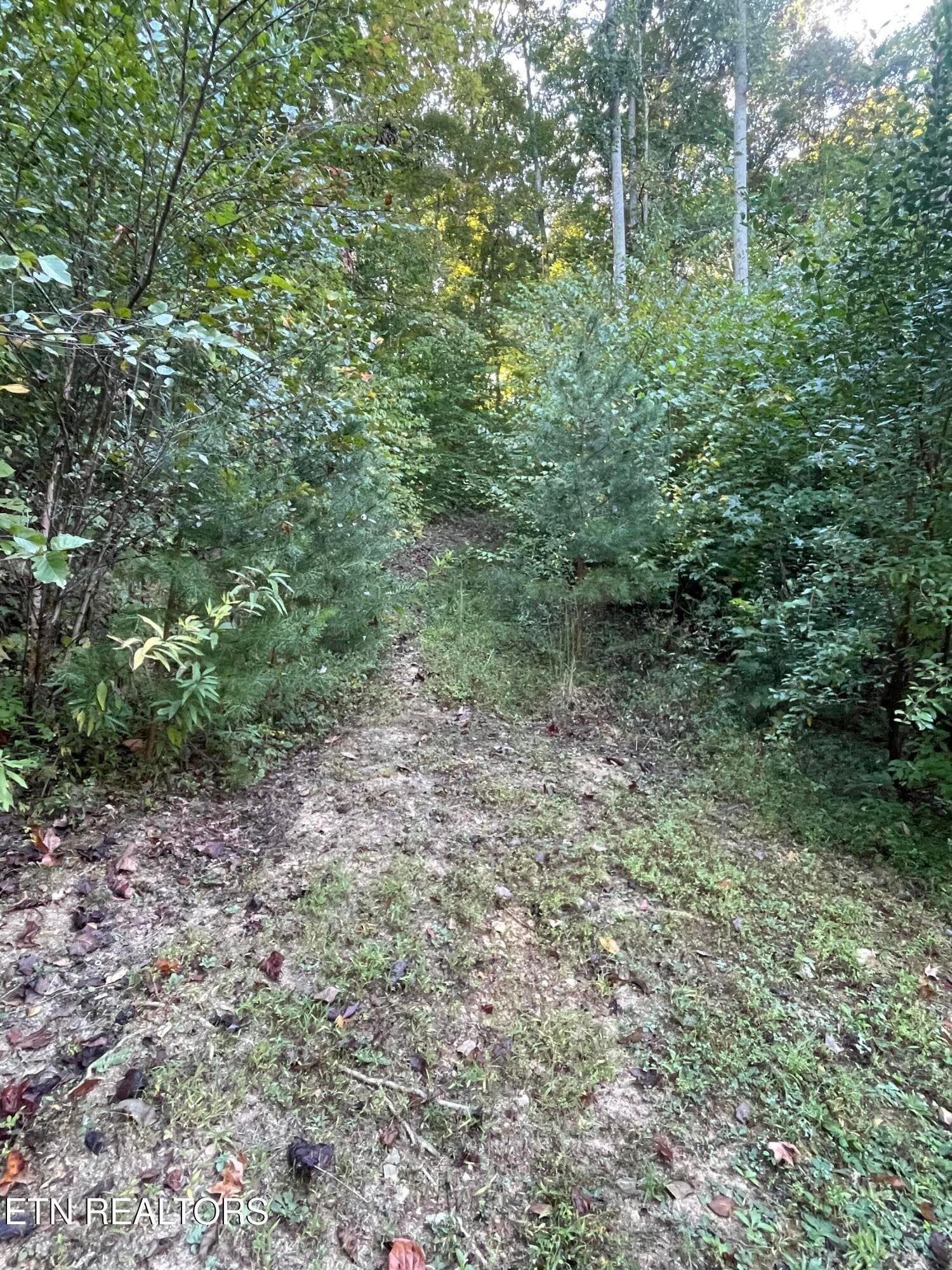 IMG_7221 - 389 Shady Pine Lane, Newcomb, TN 37819, Newcomb