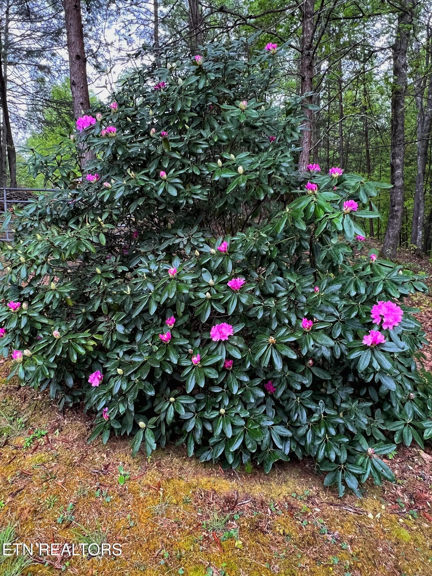 IMG_4266 - 427 Gold Rd, Cosby, TN 37722, Cosby