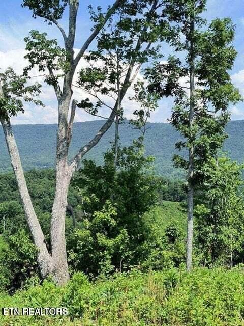 20250911183834598362000000-o - 488 Ashe Cabin Hollow Rd, Harriman, TN 37748, Harriman