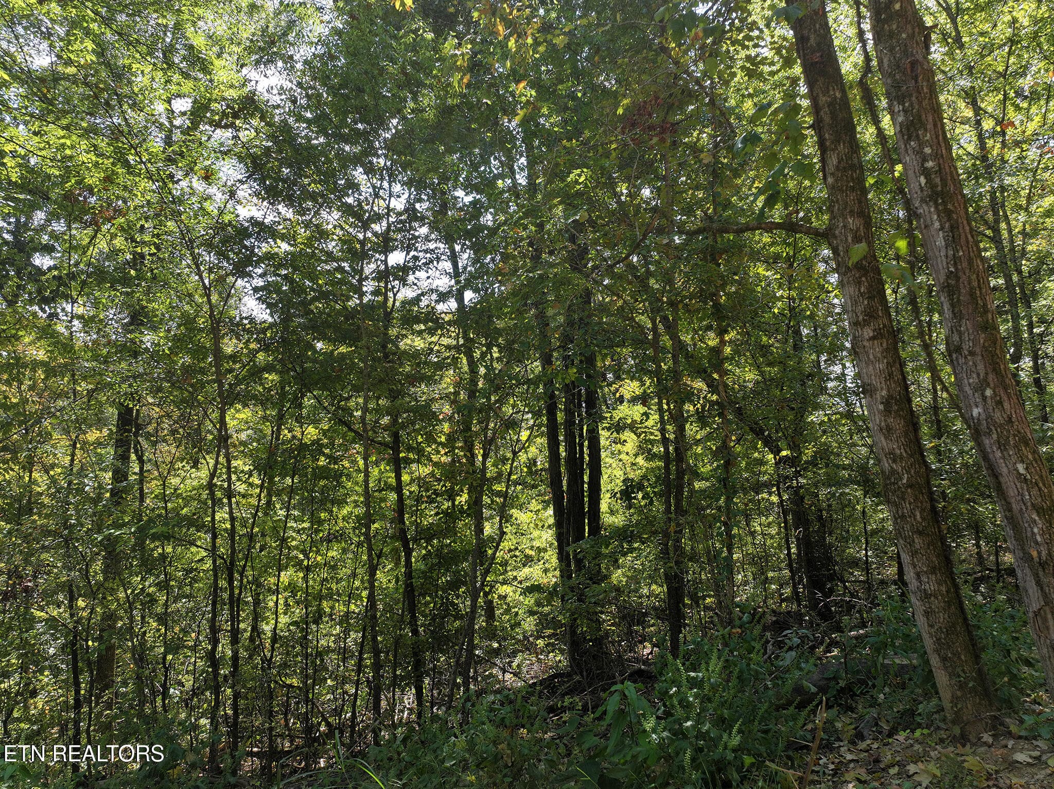 DJI_20261002133743_0165_D copy - 12 Acres Jace Way, Kodak, TN 37764, Kodak