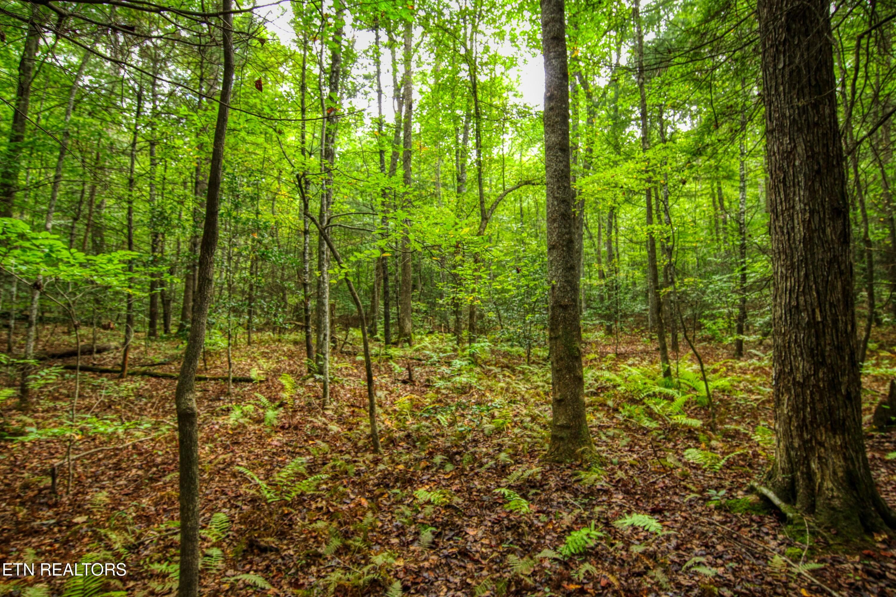 6 - 6549 Old Mount Helen Rd, Allardt, TN 38504, Allardt