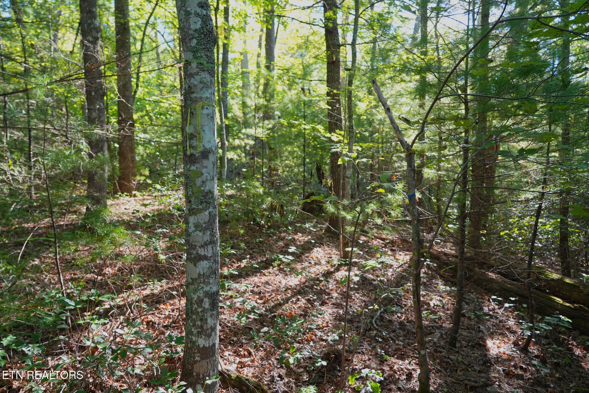FlexMLS_Resized_Wooded_Area - 3738 Oliver Way, Sevierville, TN 37876, Sevierville