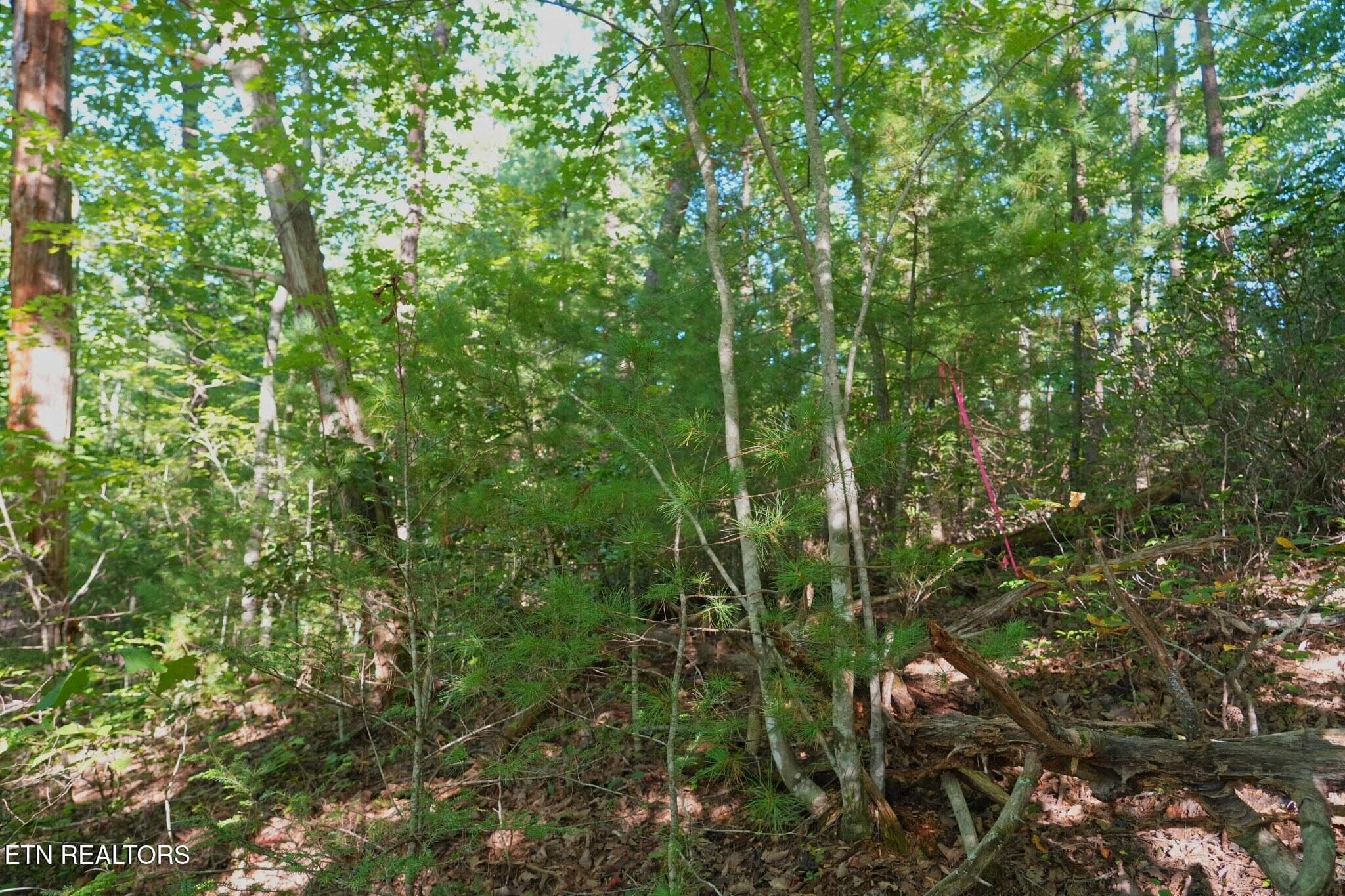 FlexMLS_Resized_Wooded_Area_4 - 3738 Oliver Way, Sevierville, TN 37876, Sevierville