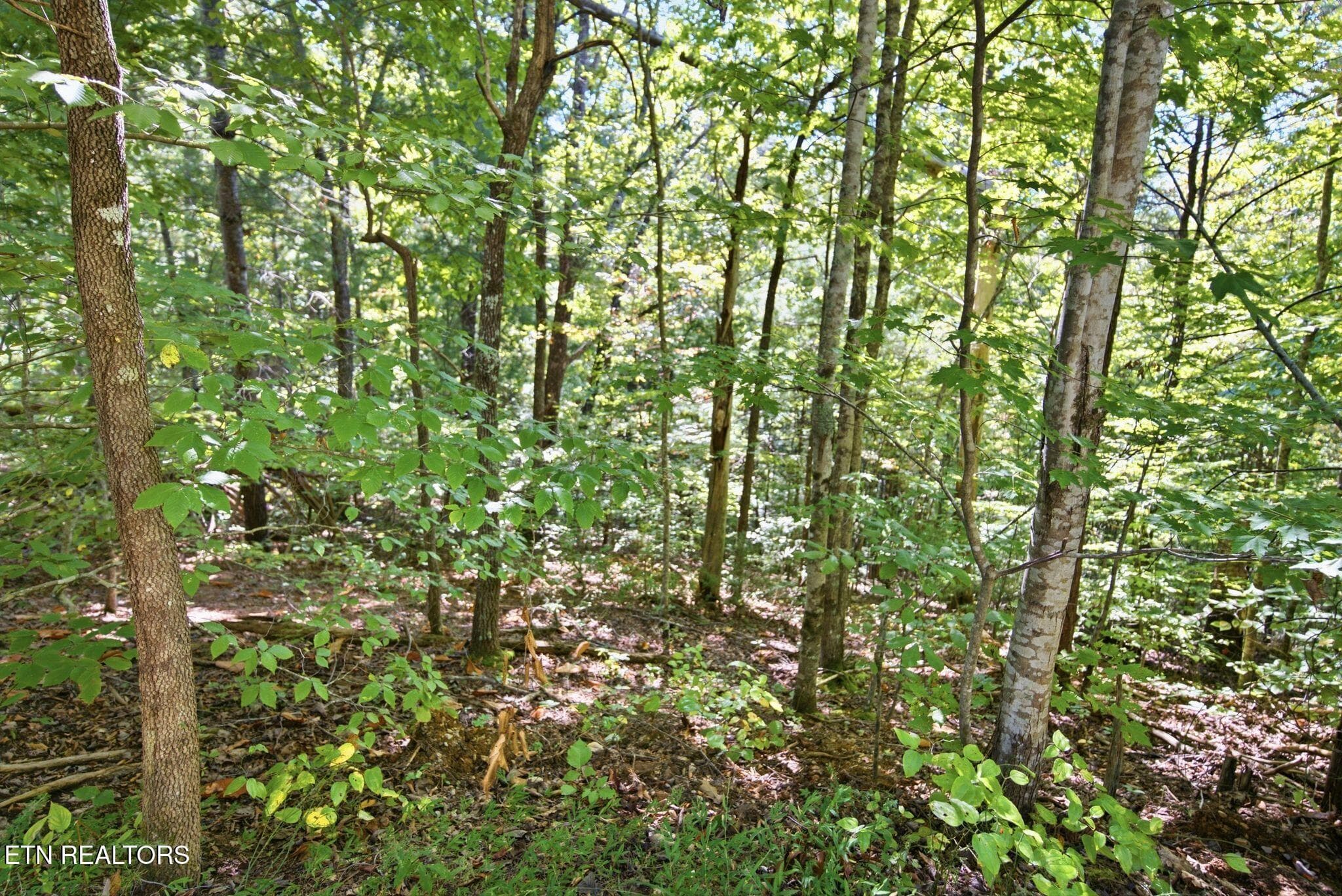 14_016_DSC01133 - 19 Roy Lee Way, Seymour, TN 37865, Seymour