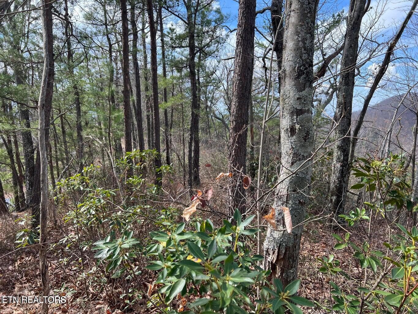 cc2 - Chestnut Ridge Court, Sevierville, TN 37876, Sevierville