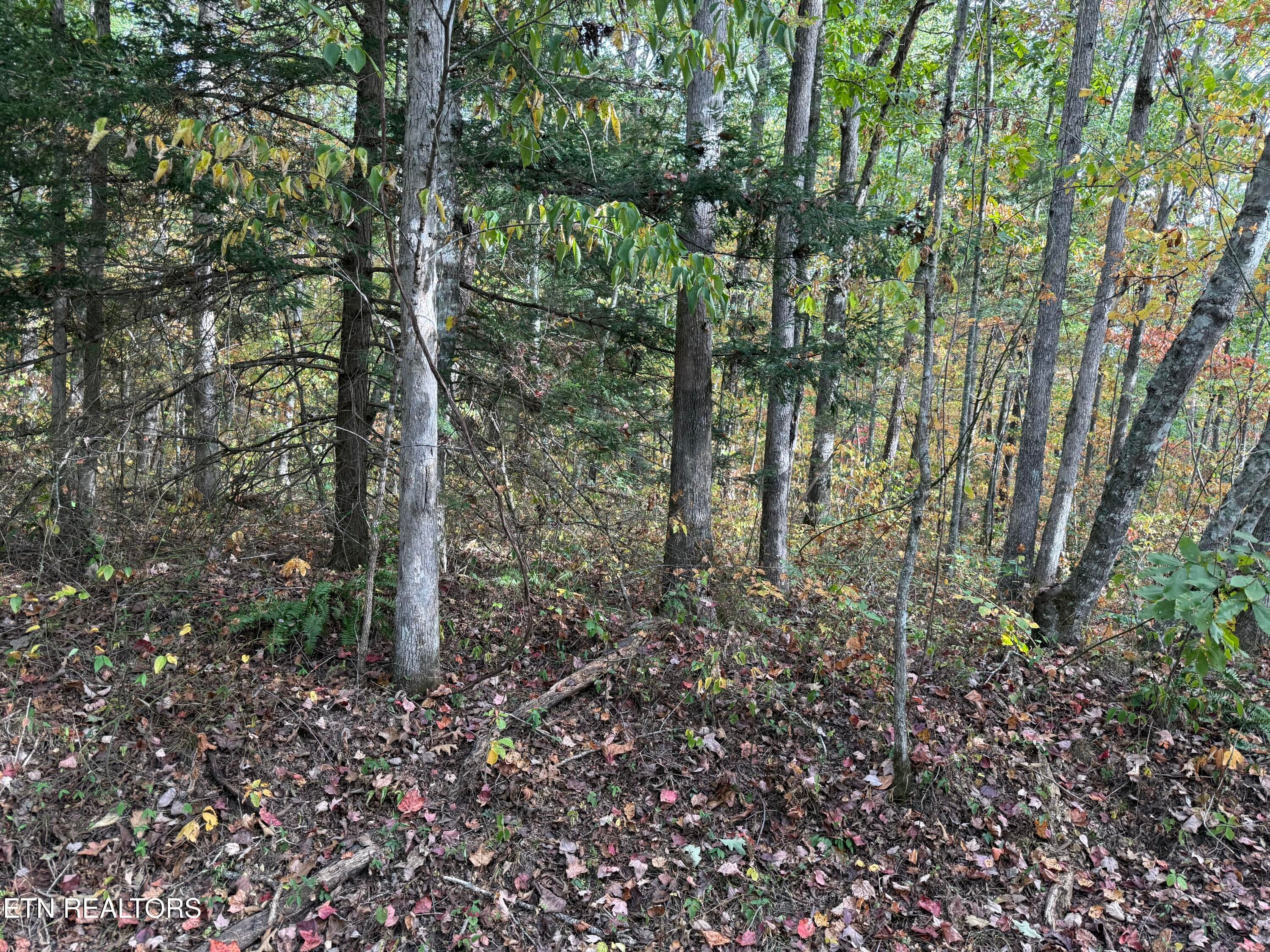 IMG_5859 - Copley Cemetery Rd, Jamestown, TN 38556, Jamestown