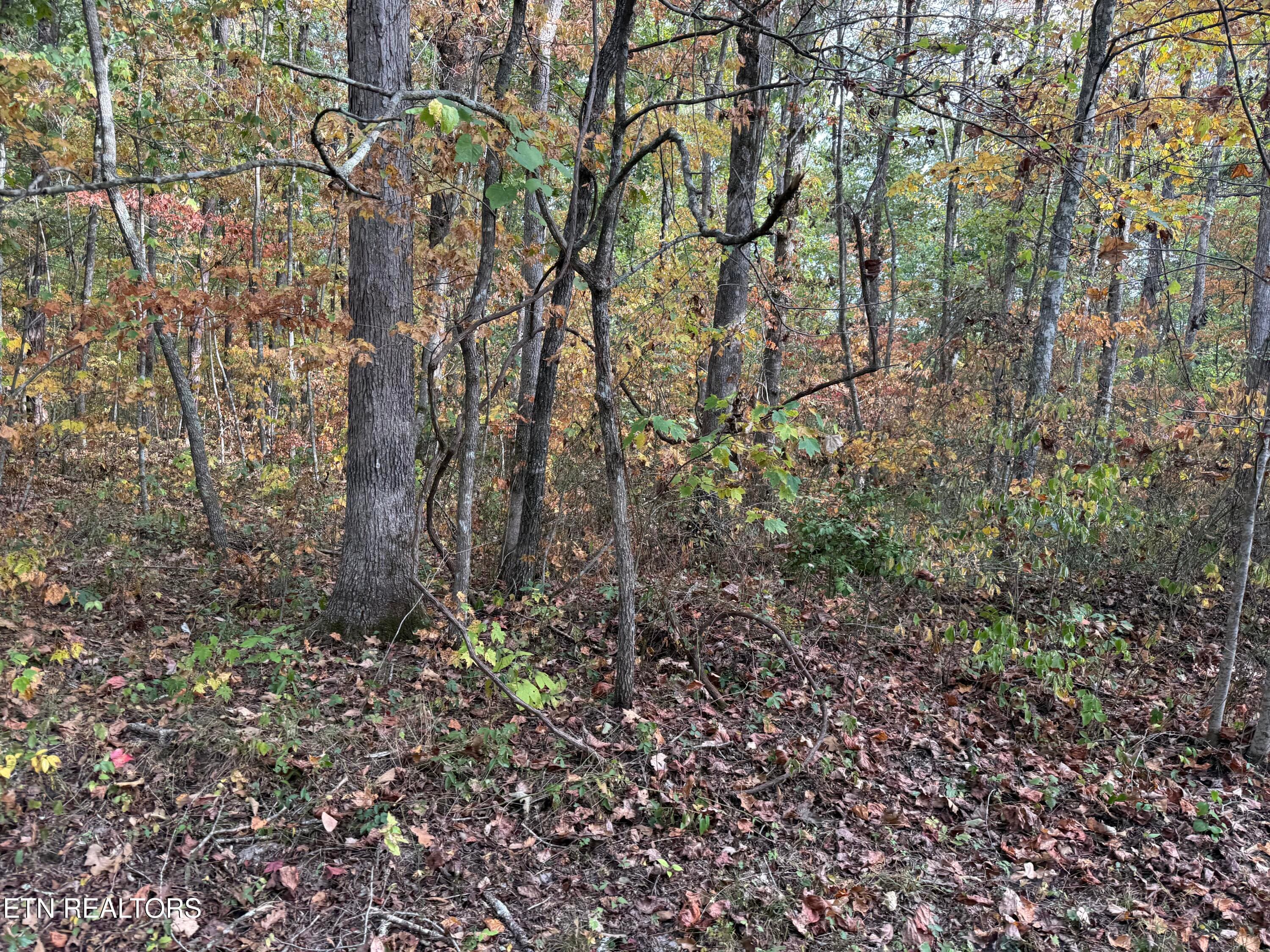 Copley Cemetery Rd, Jamestown, TN 38556