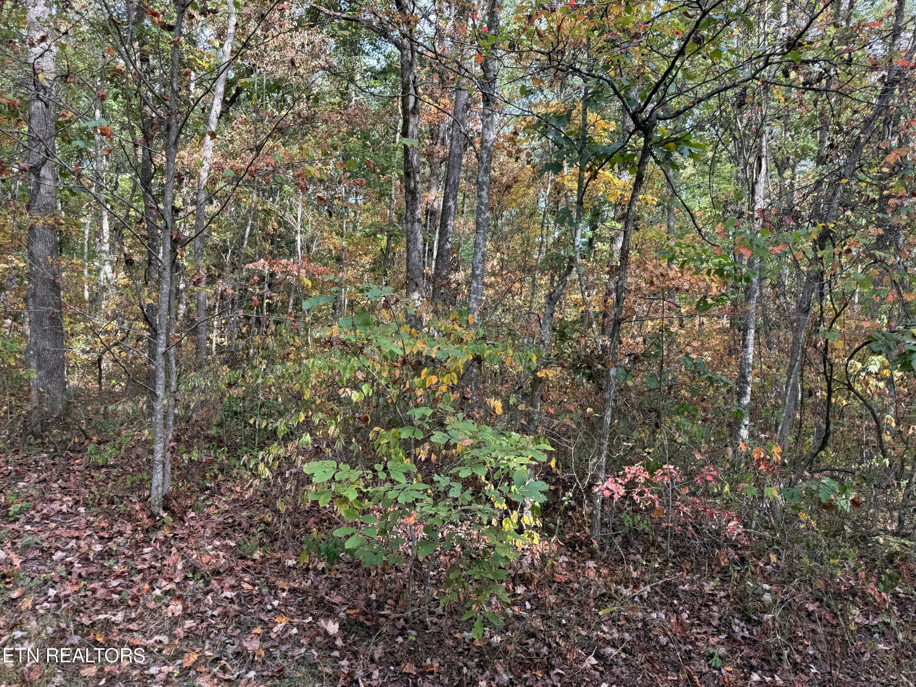 IMG_5862 - Copley Cemetery Rd, Jamestown, TN 38556, Jamestown