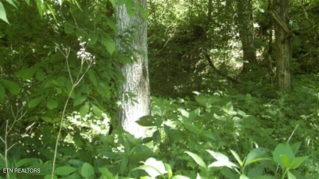 100_0067 - 5155 Brimstone Creek Rd, Moss, TN 38575, Moss