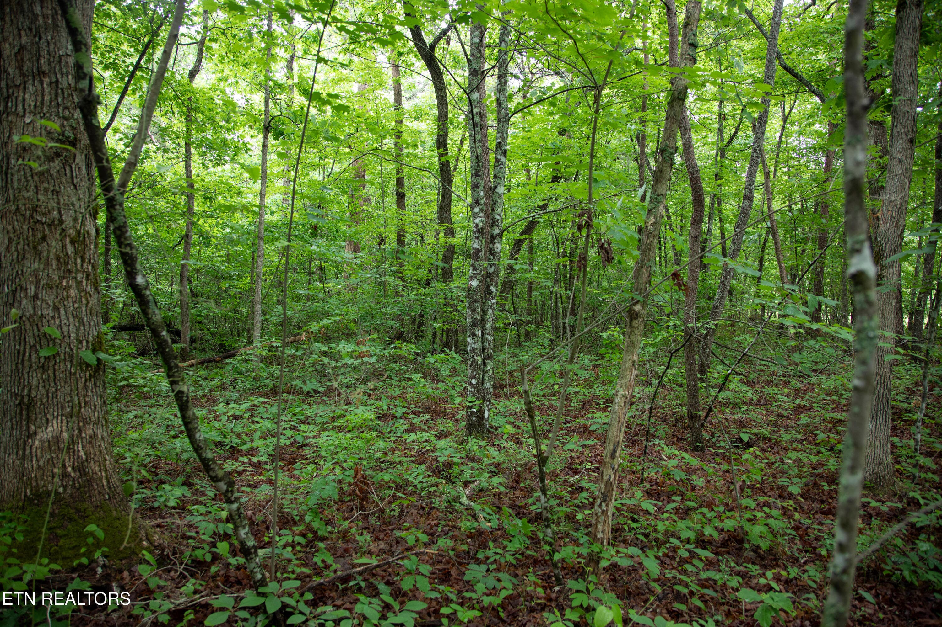 10) 72791-6a29d9772b603 - 0 Lot 6 Cumberland Lakes Drive, Monterey, TN 38574, Monterey